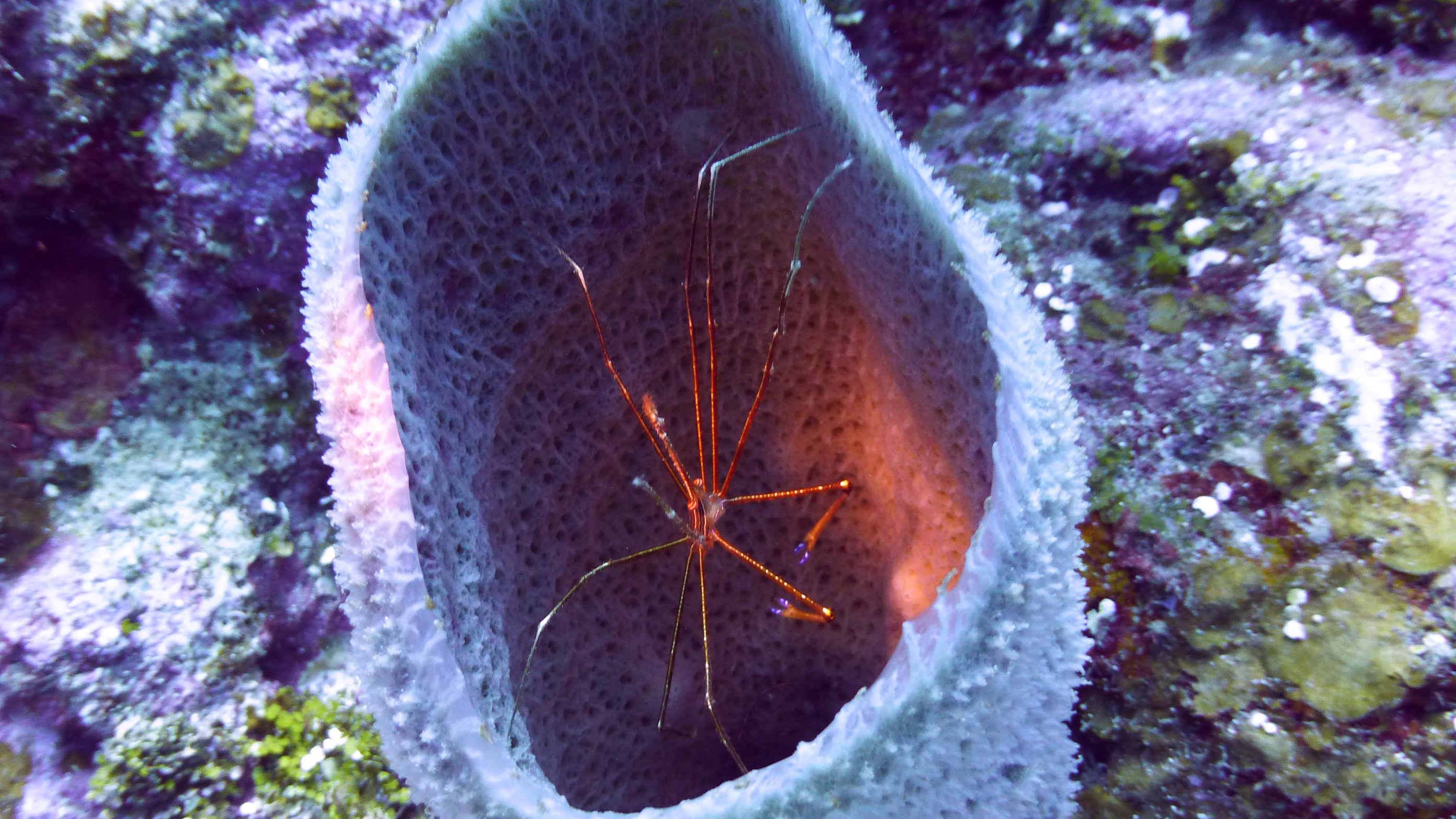 Arrow crab in azure vase sponge, Roatan 2020.