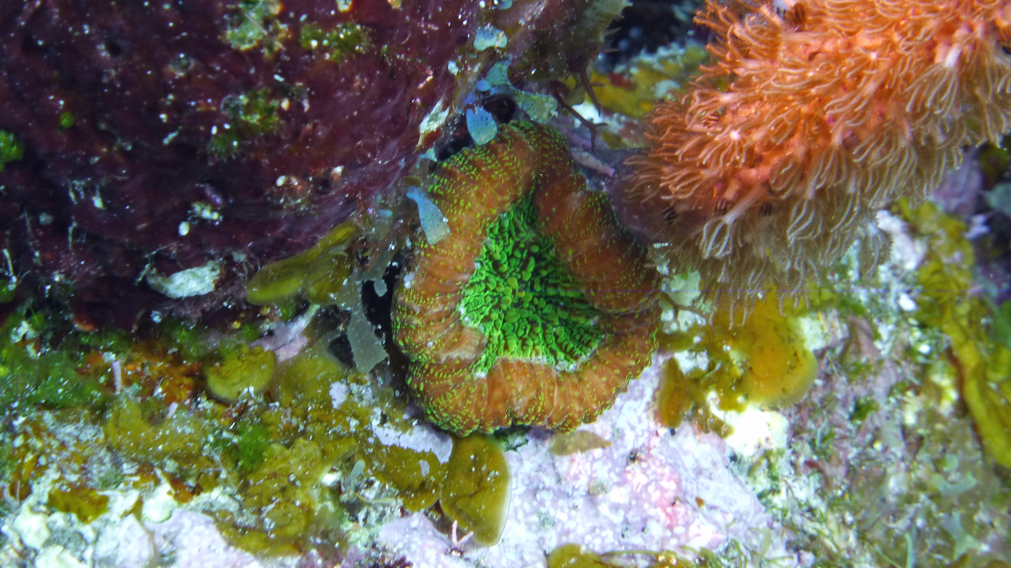 Artichoke coral, Roatan 2019.