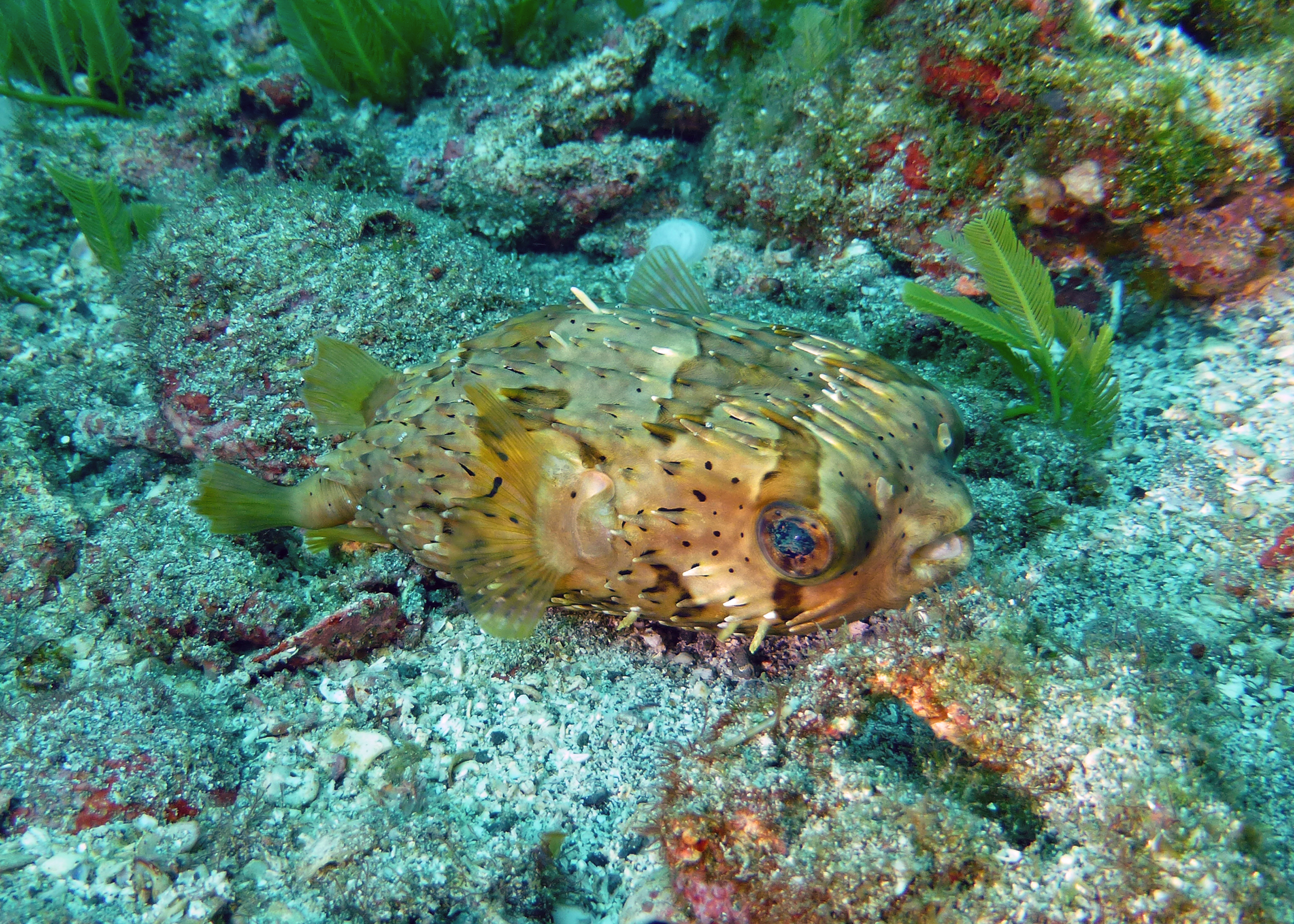 Balloonfish, Costa Rica 2024.