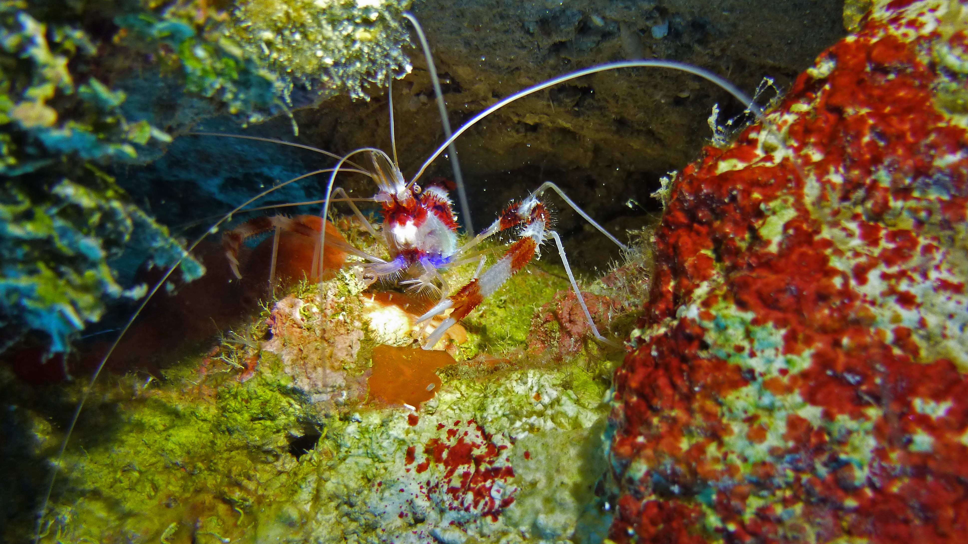 Banded coral shrimp up-close, Roatan 2019.
