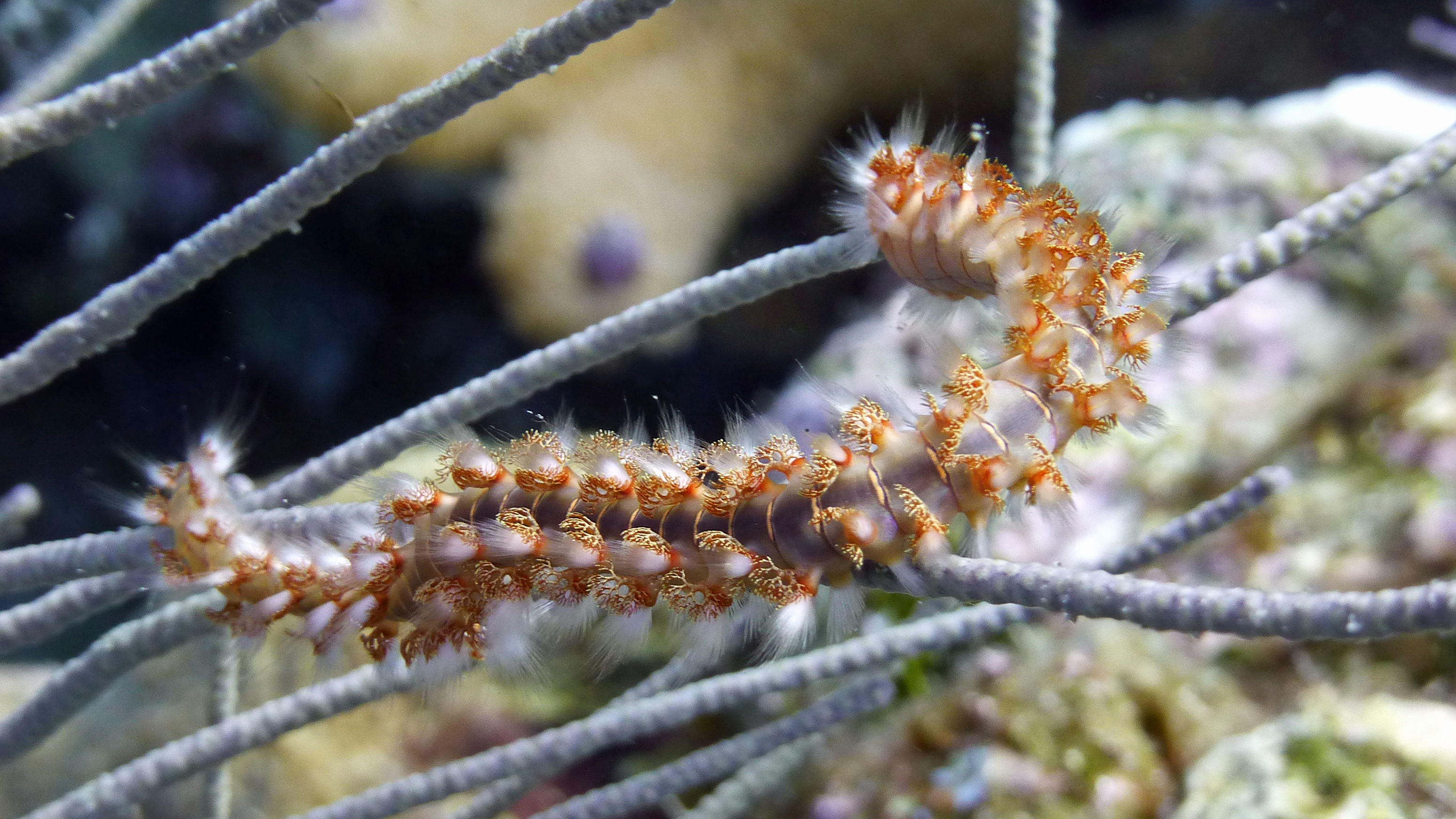Bearded fireworm close-up, Roatan 2019.