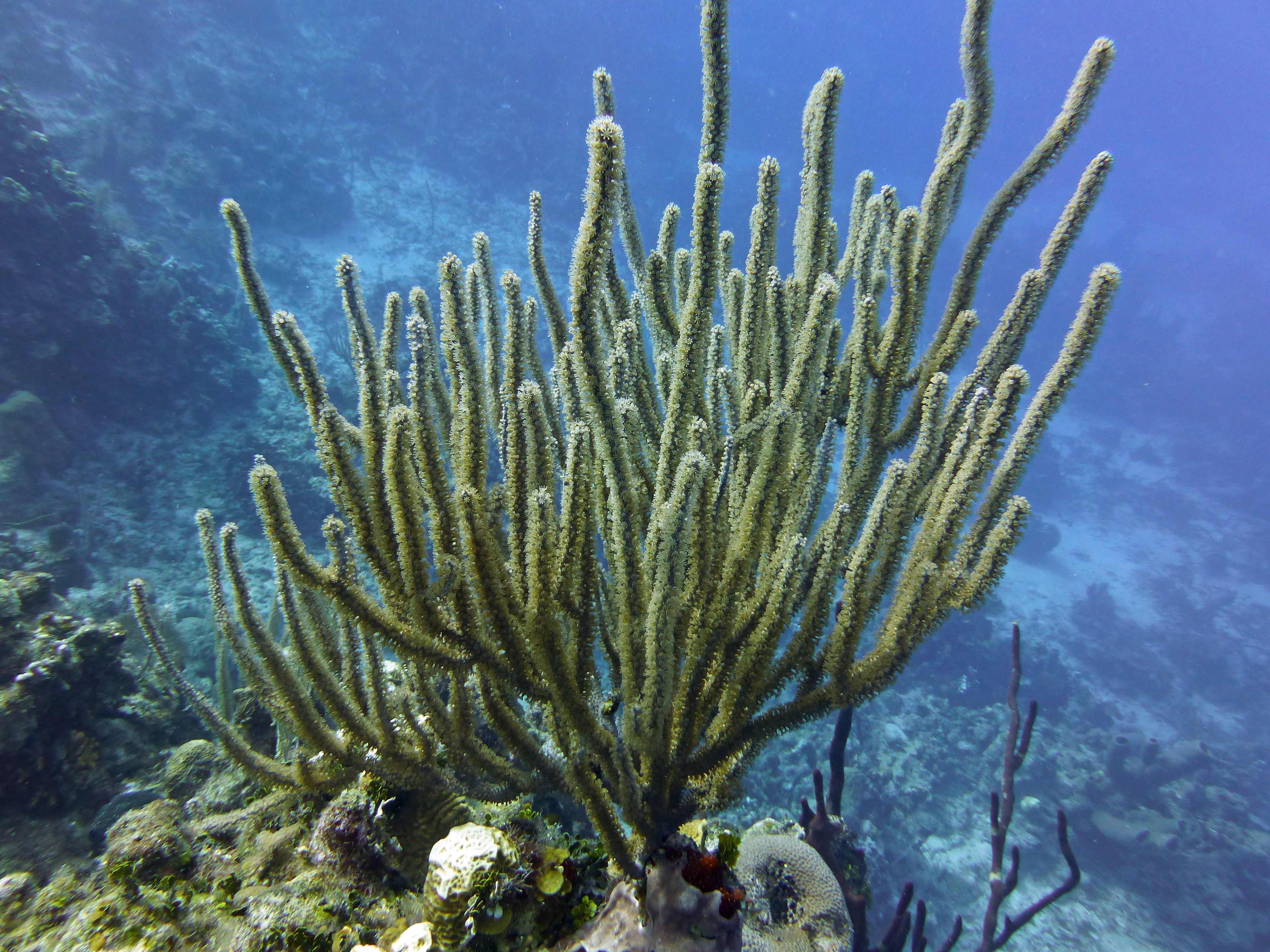 Bent sea rod, Roatan 2019.