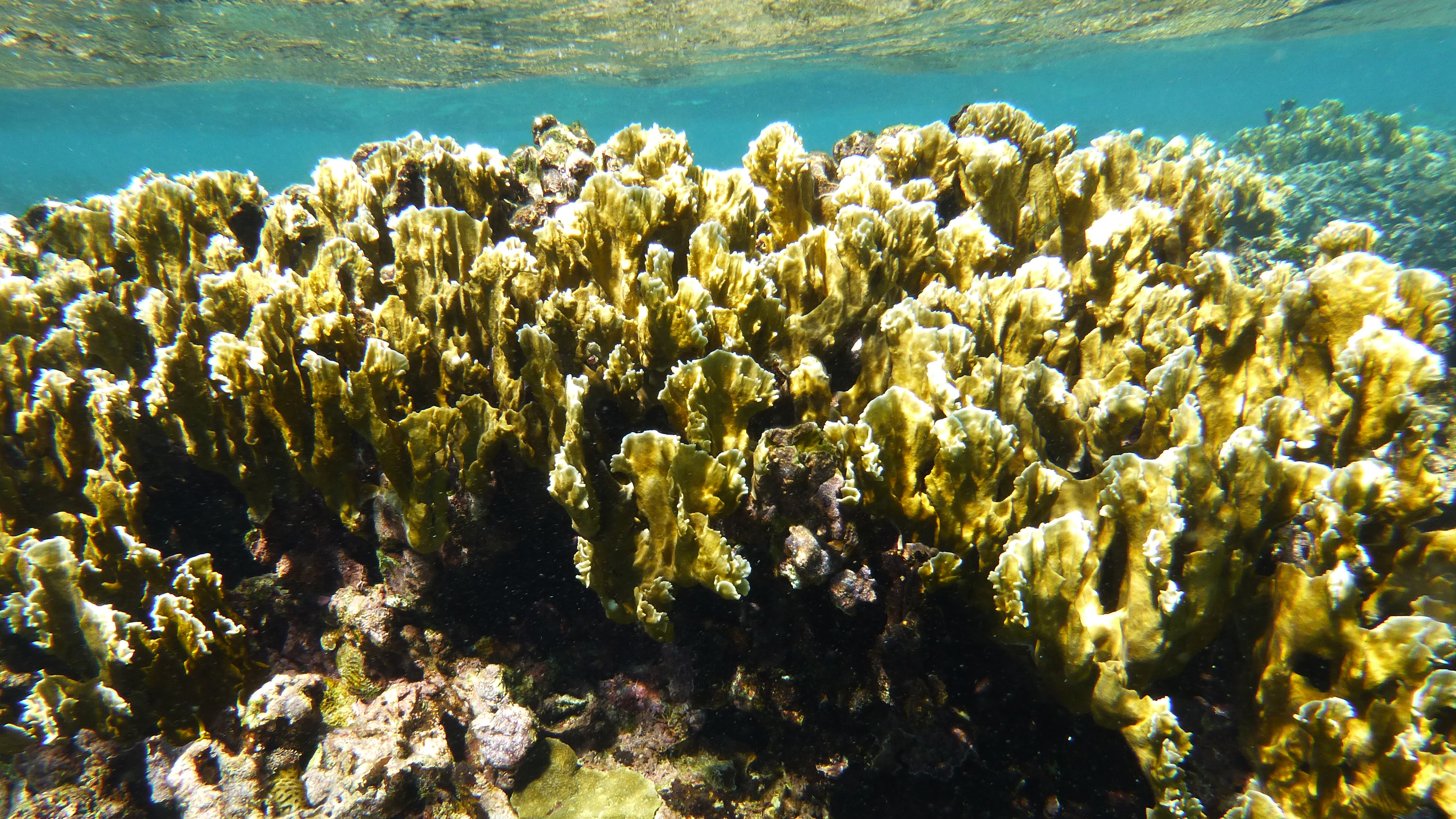 Blade fire coral, Roatan 2020.