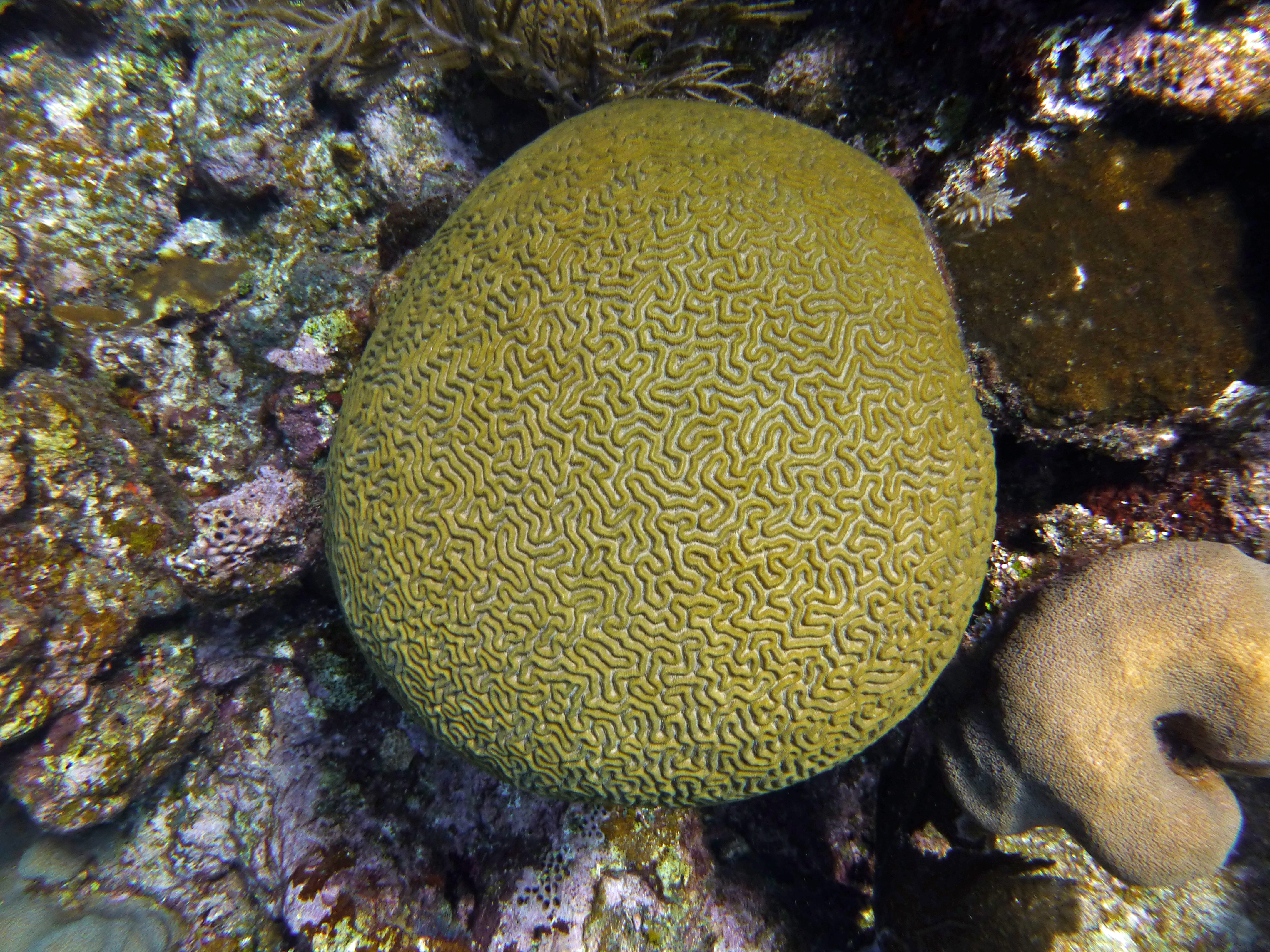 Boulder brain coral, Roatan 2020.