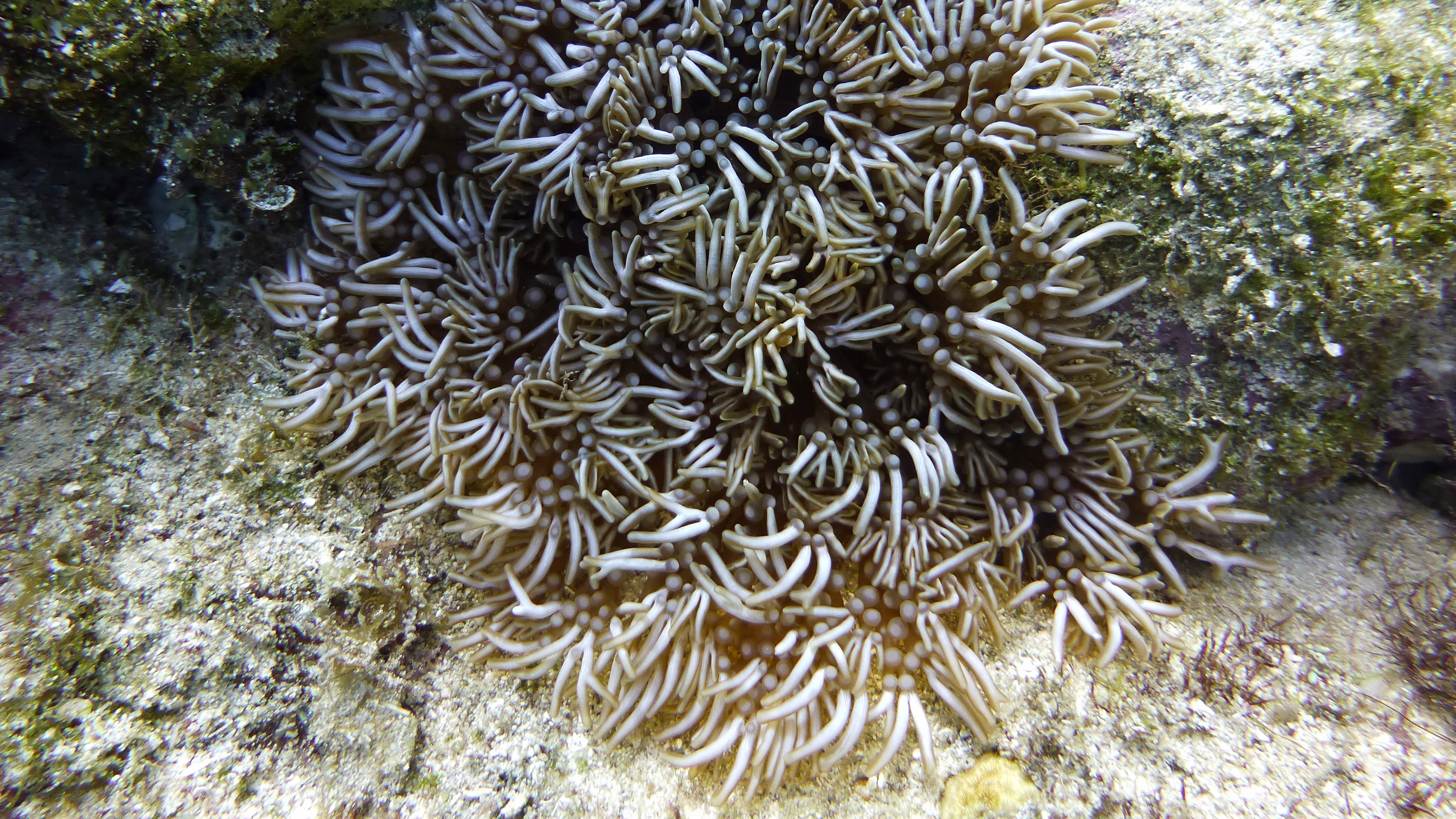 Branching sea anemone, Roatan 2020.