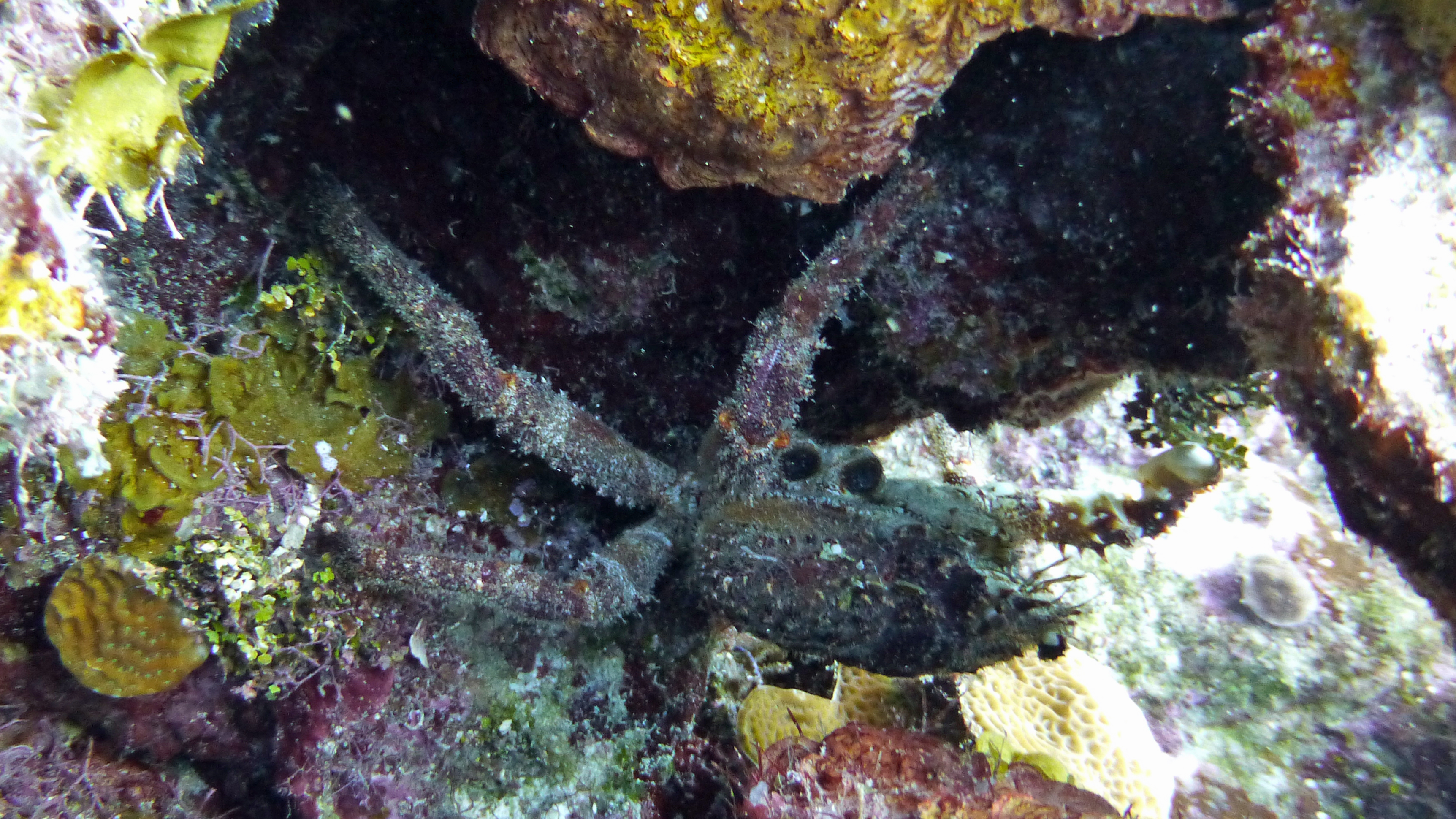 Large channel clinging or king crab, Roatan 2019.