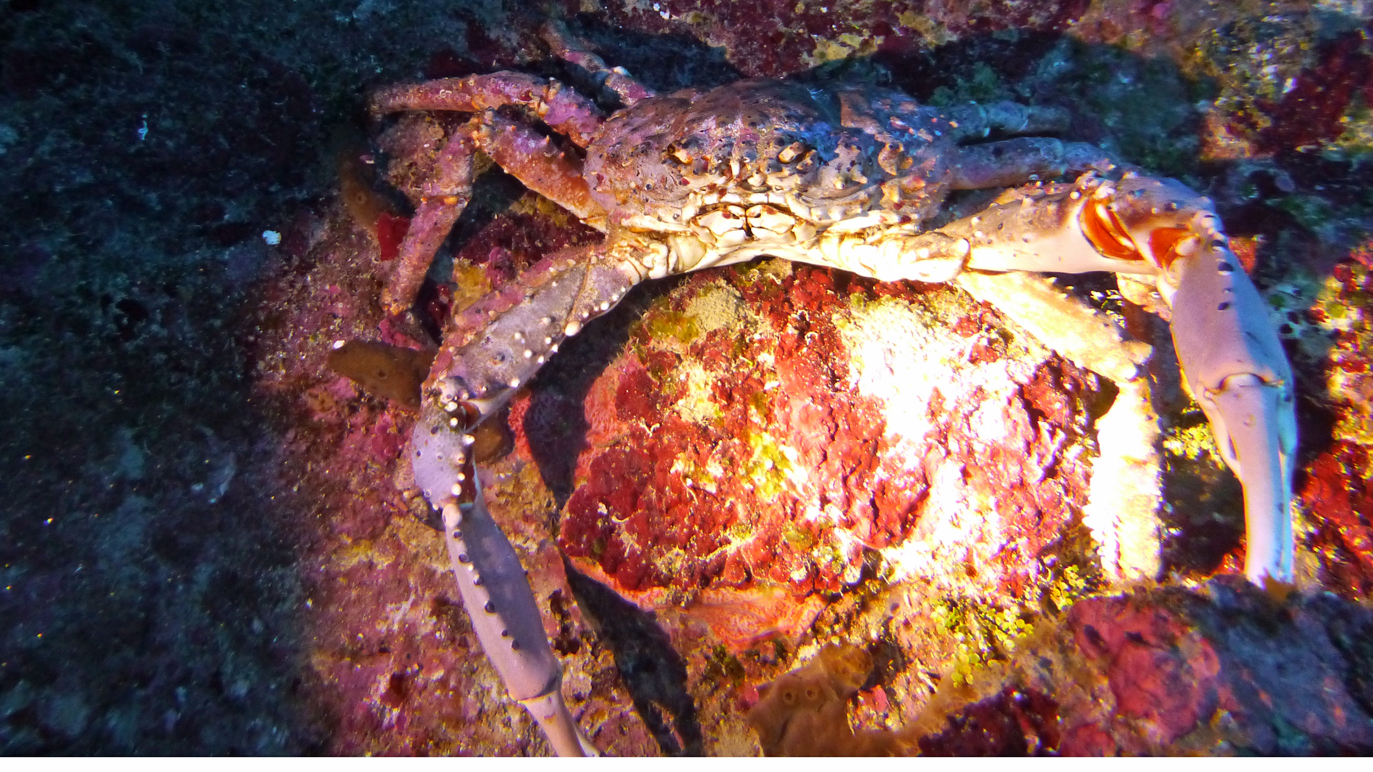 Channel clinging or king crab, Roatan 2020.