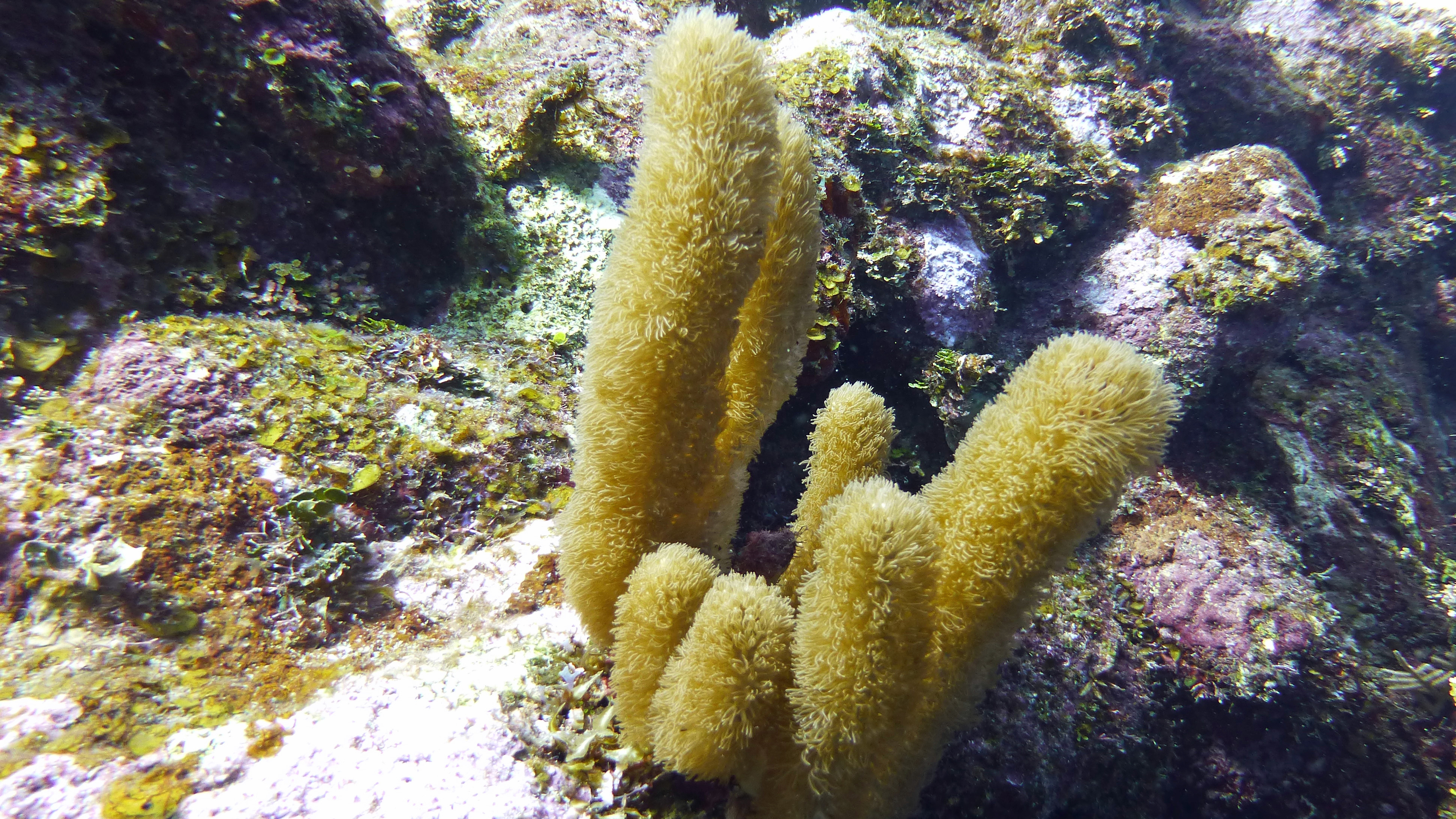 Corky sea finger gorgonian, Roatan 2020.
