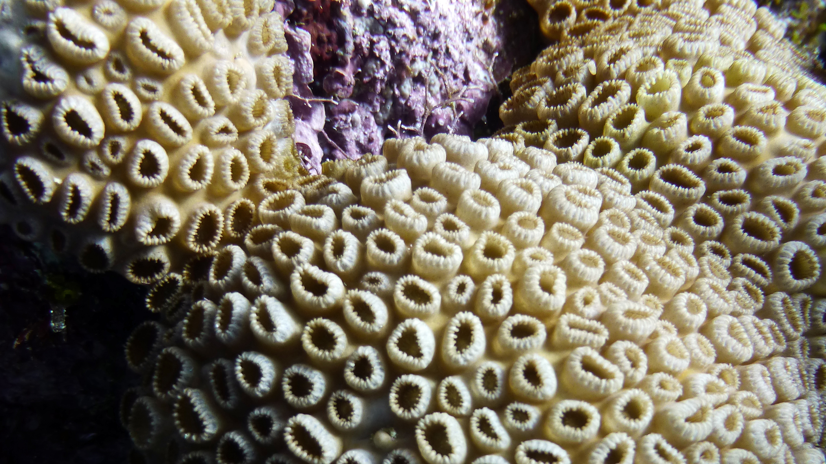 Elliptical star coral, Roatan 2020.