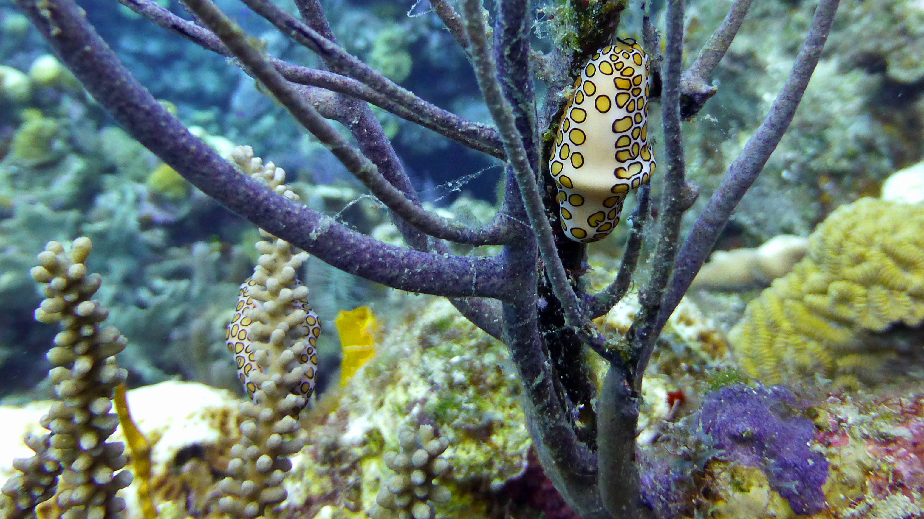 Flamingo snail up-close, Roatan 2019.