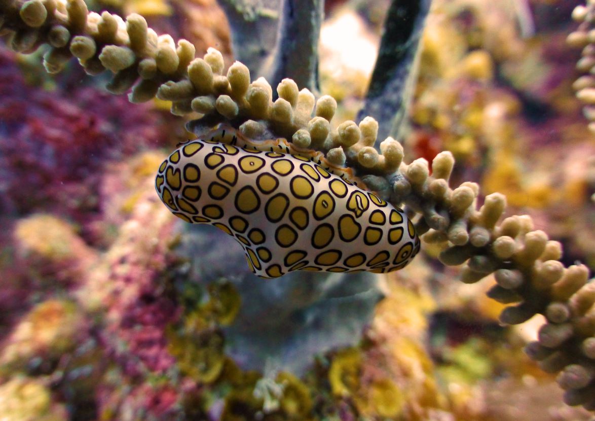 Flamingo snail up-close, Roatan 2019.