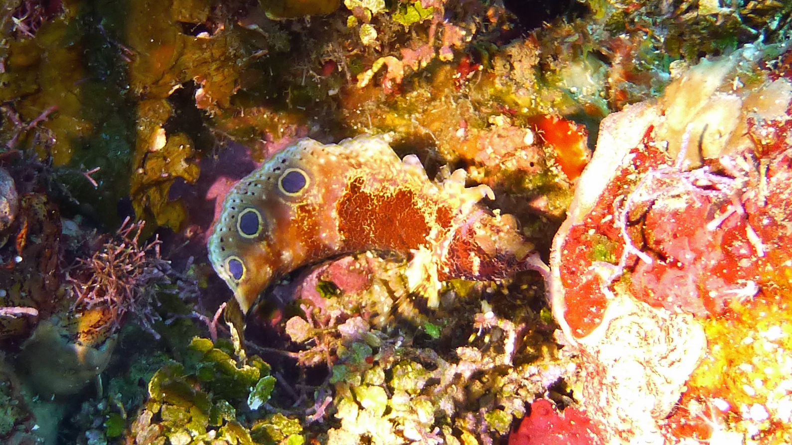 Goatee blenny, Roatan 2019.
