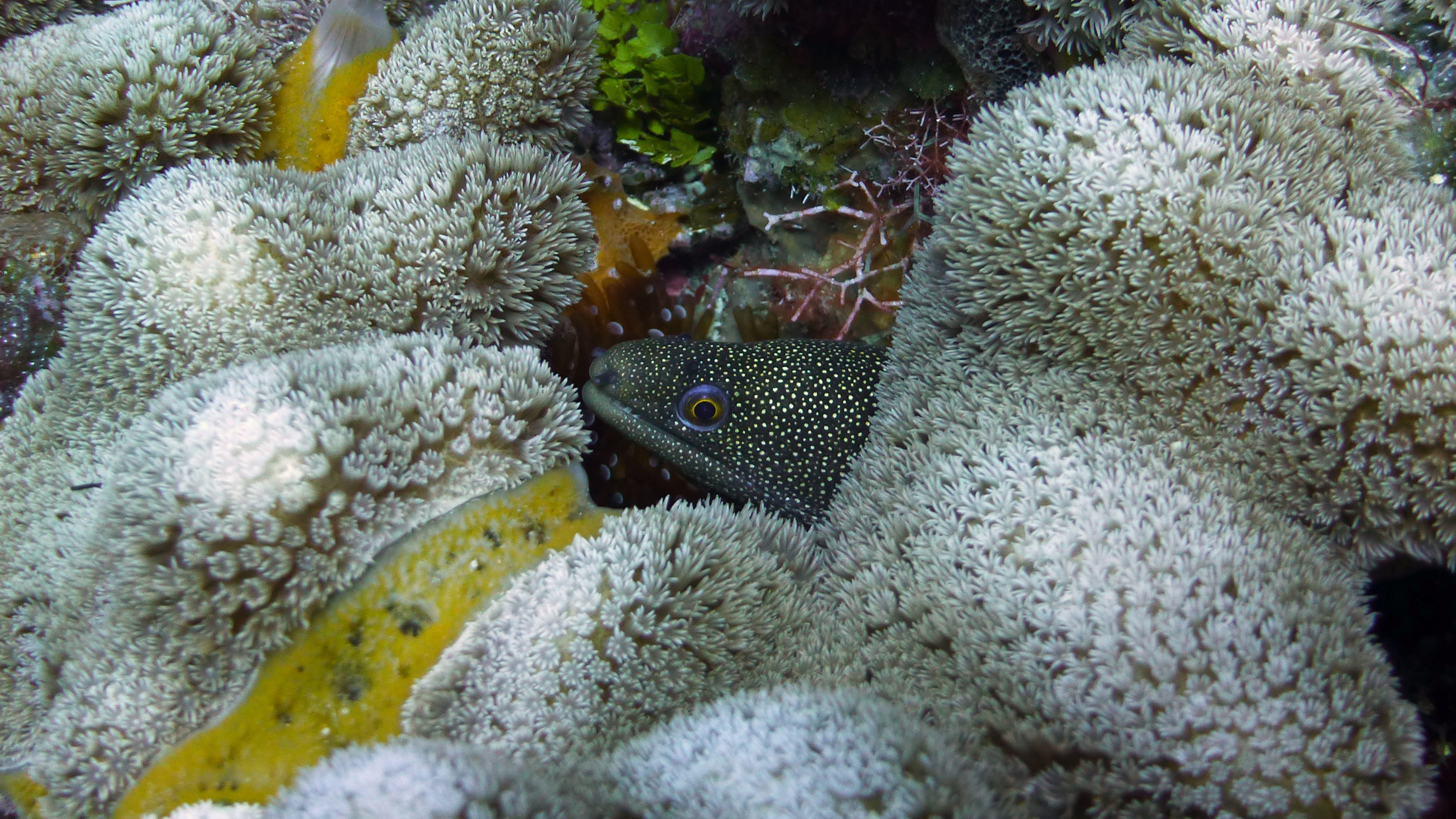 Goldentail moray eel, Roatan 2019.