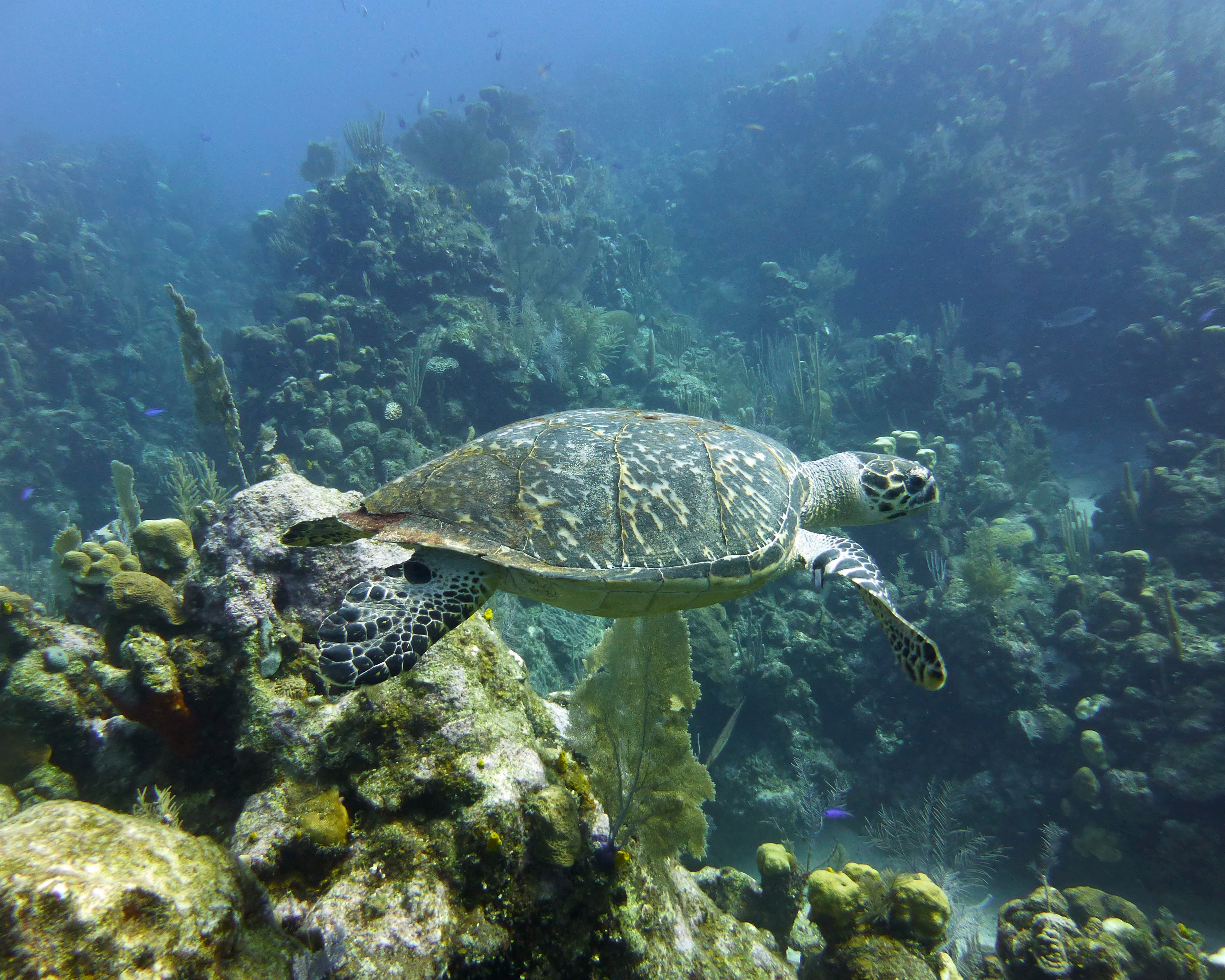 Hawksbill turtle, 2020.
