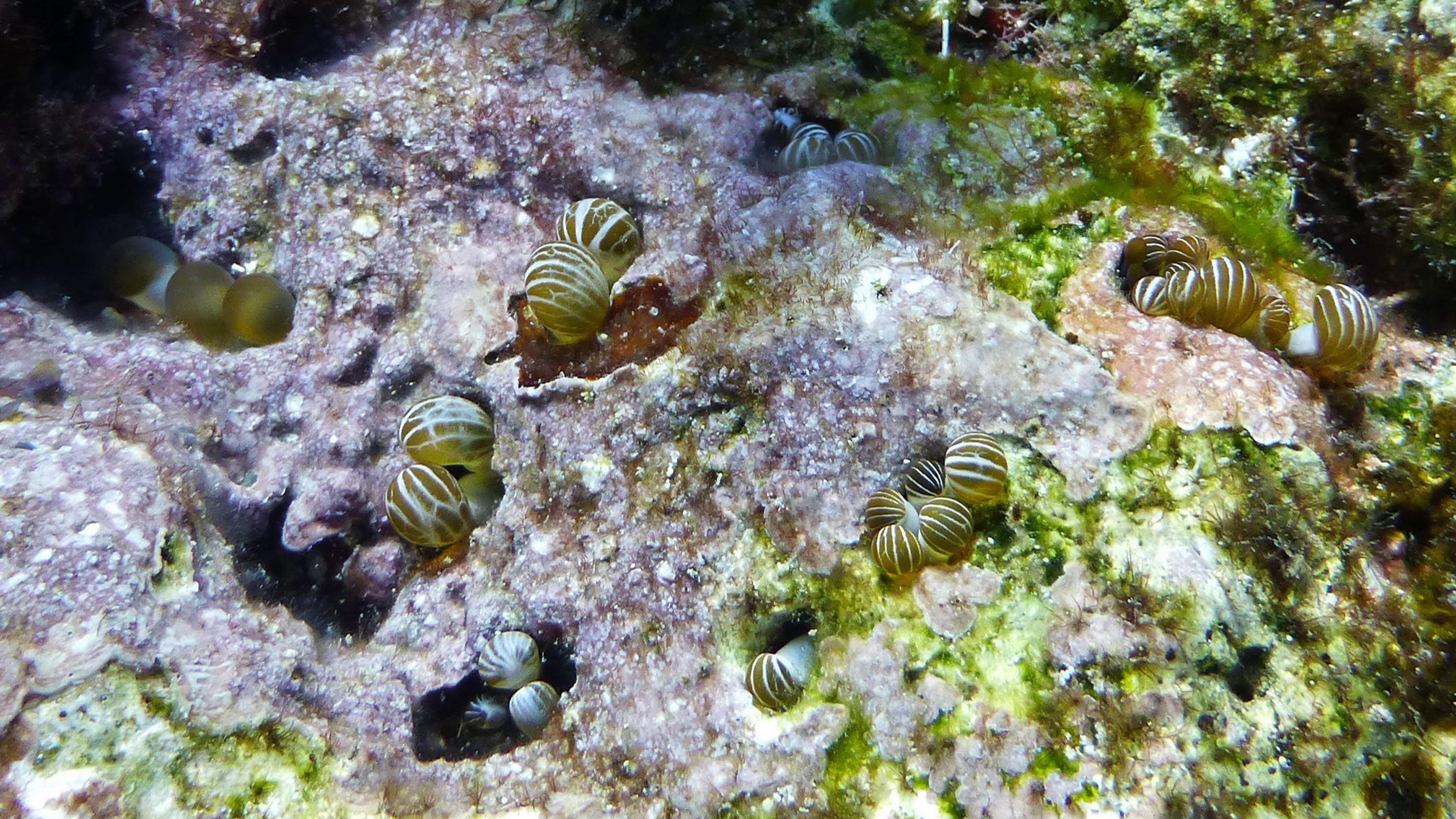 Hidden anemone, 2020.