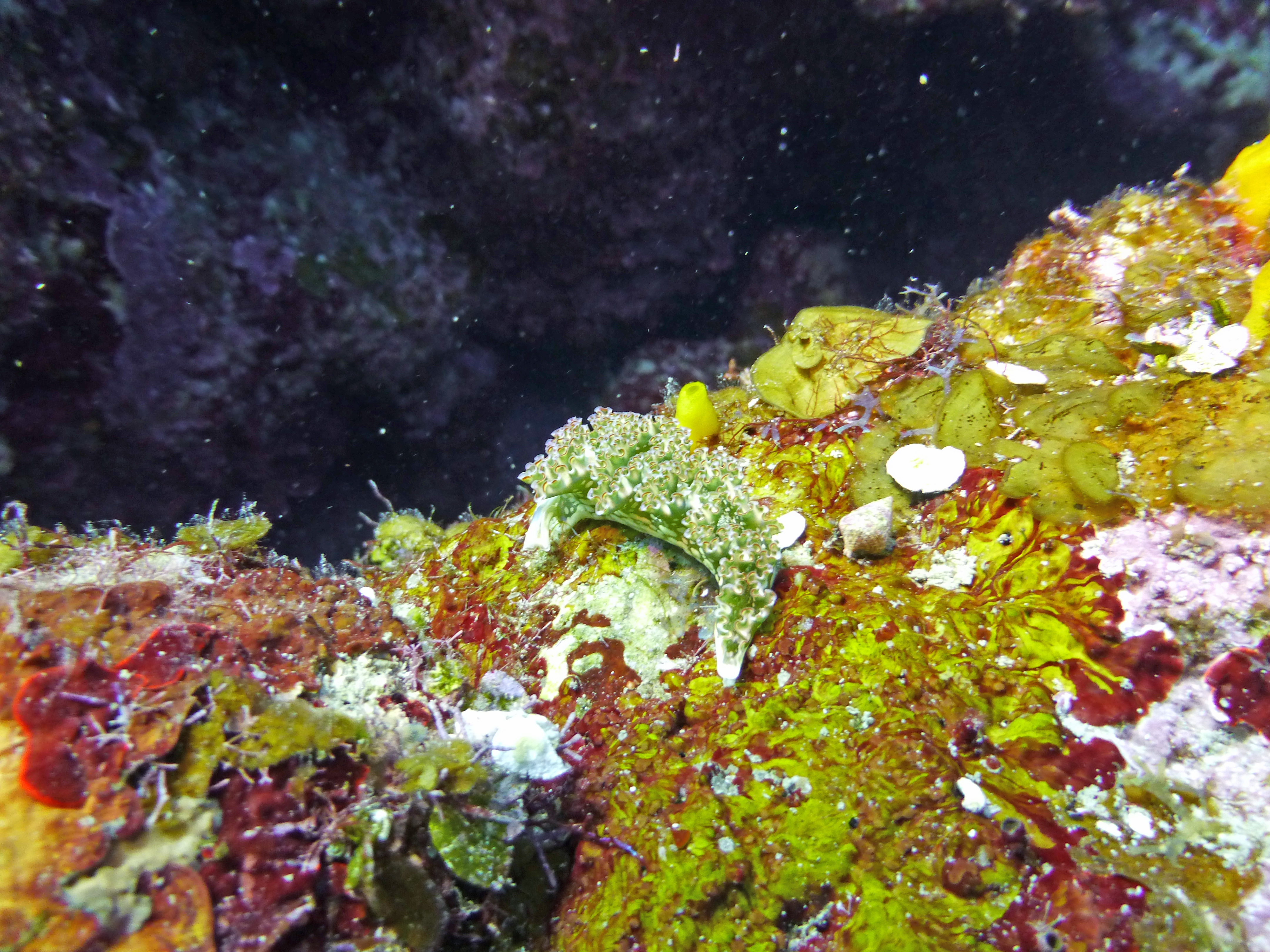 Lettuce nudibranch, 2020.