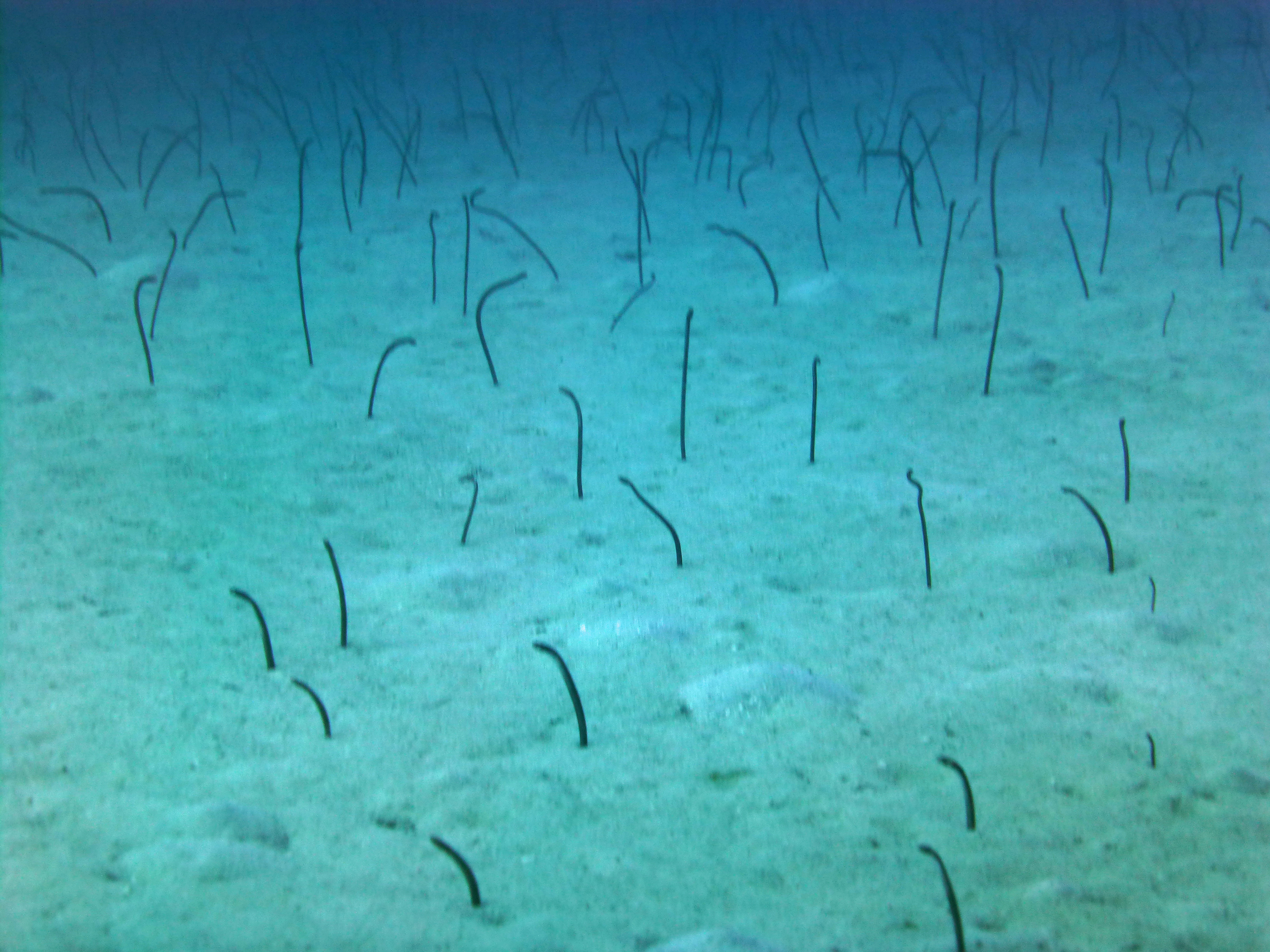 Mandy's eel garden, 2020.