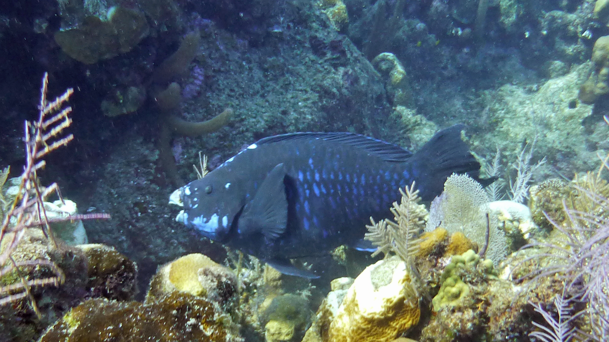 Midnight parrotfish, Roatan 2019.