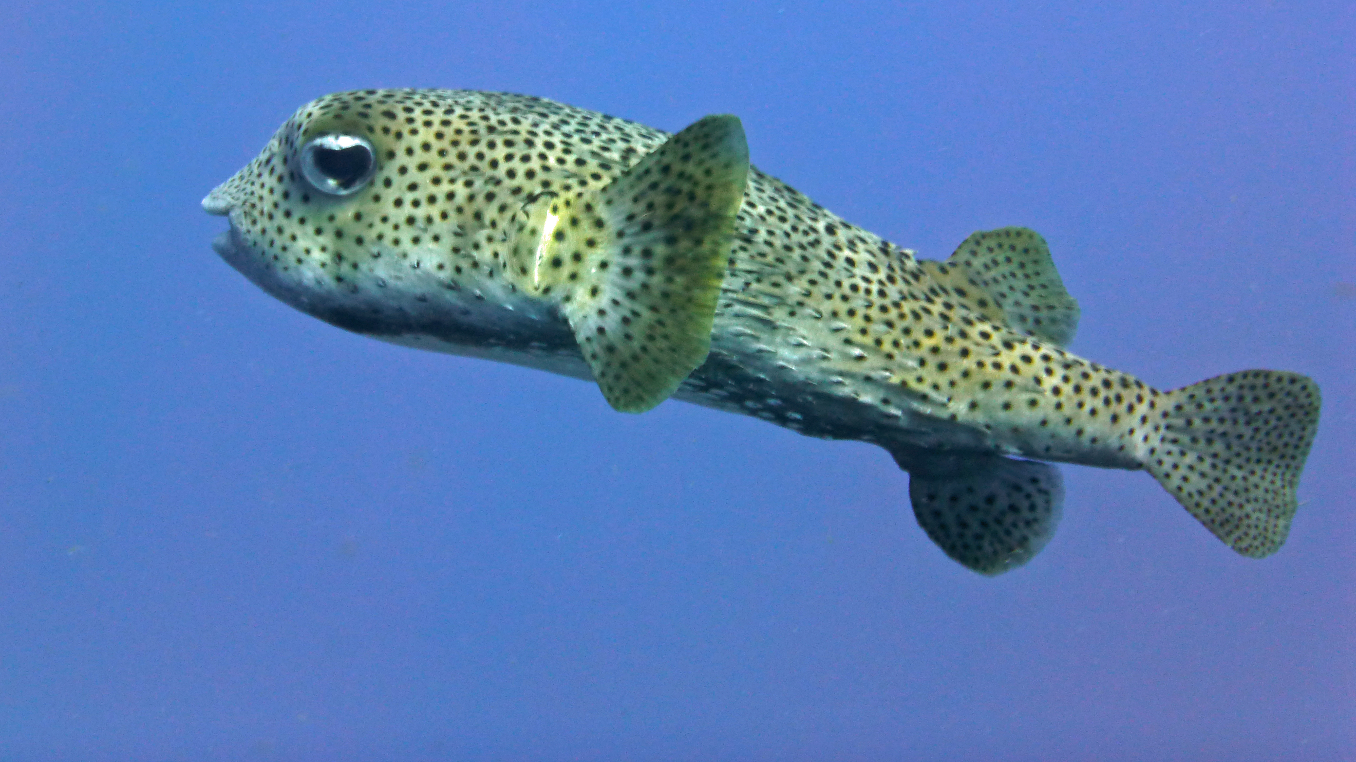 Porcupinefish, Roatan 2020.