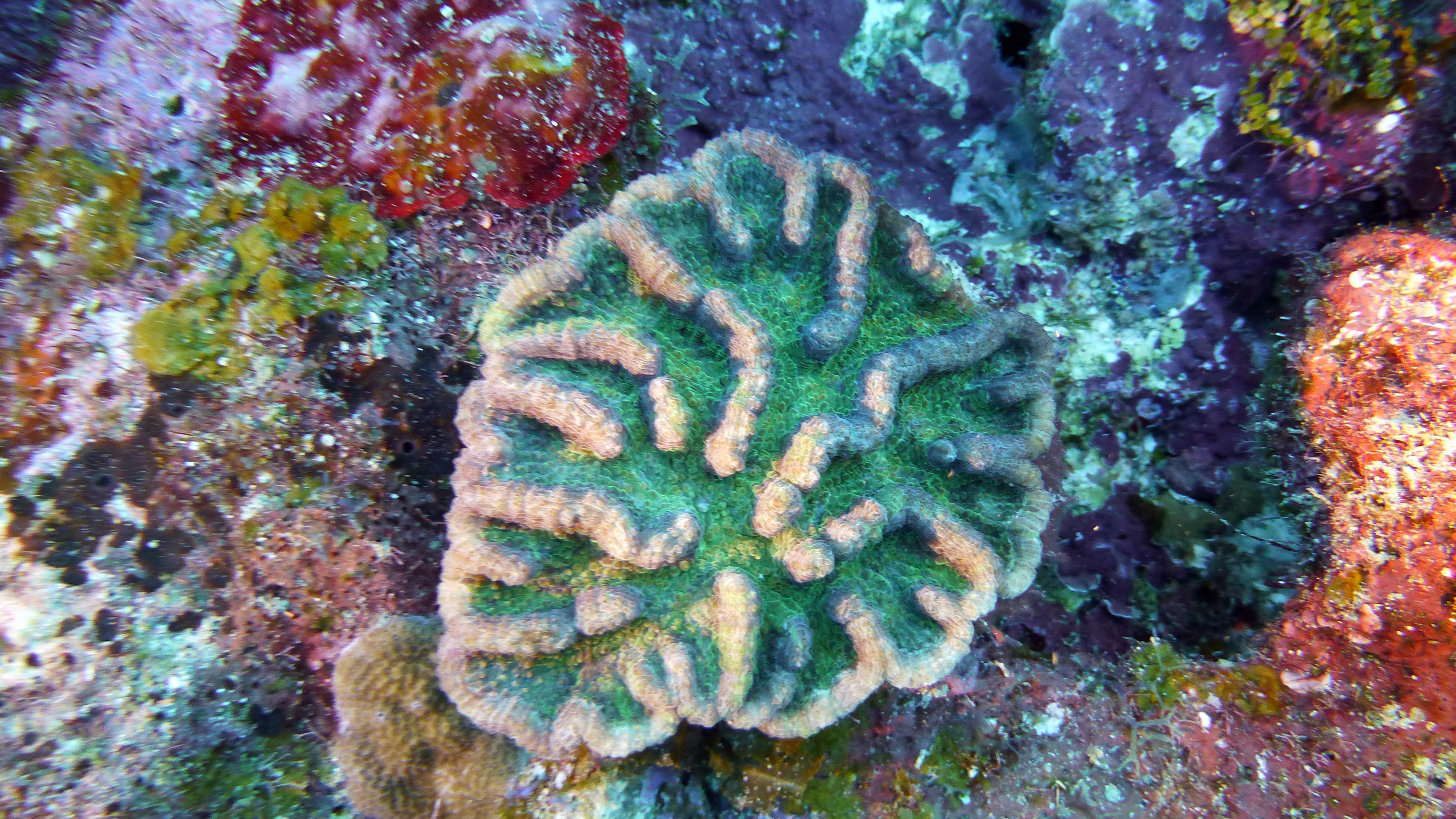 Ridged cactus coral, Roatan 2020.