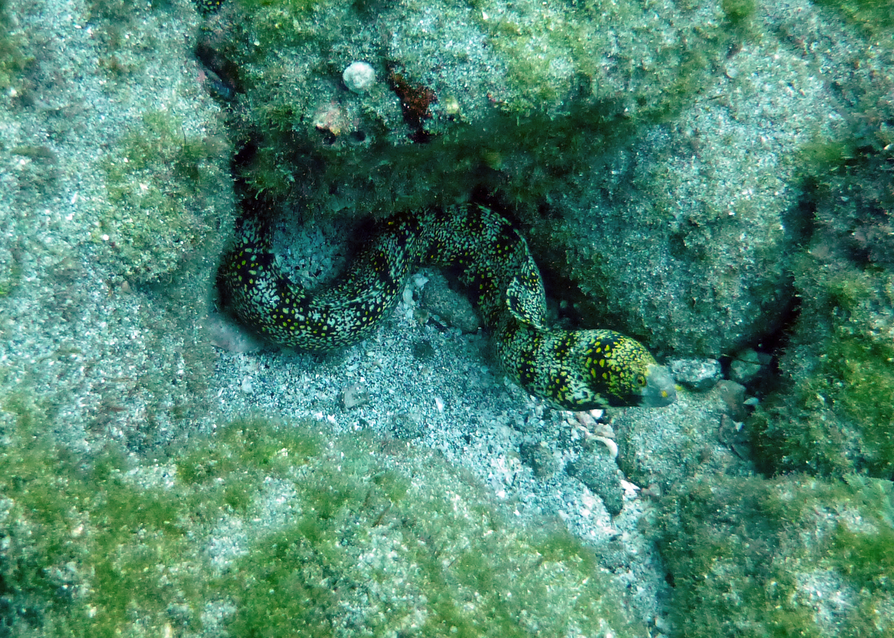 Snowflake moray eel, Costa Rica 2024.