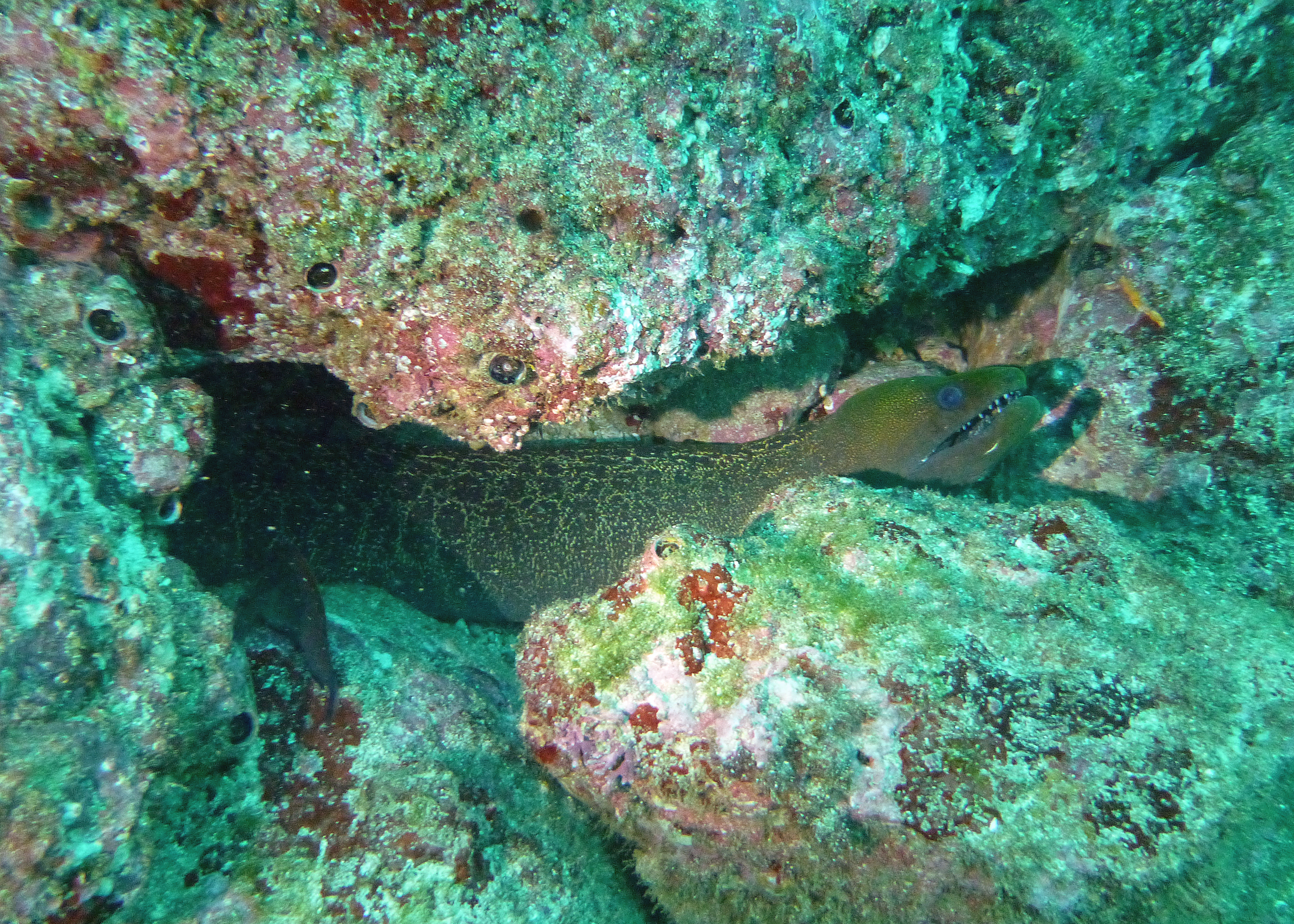 Undulated moray eel, Costa Rica 2024.