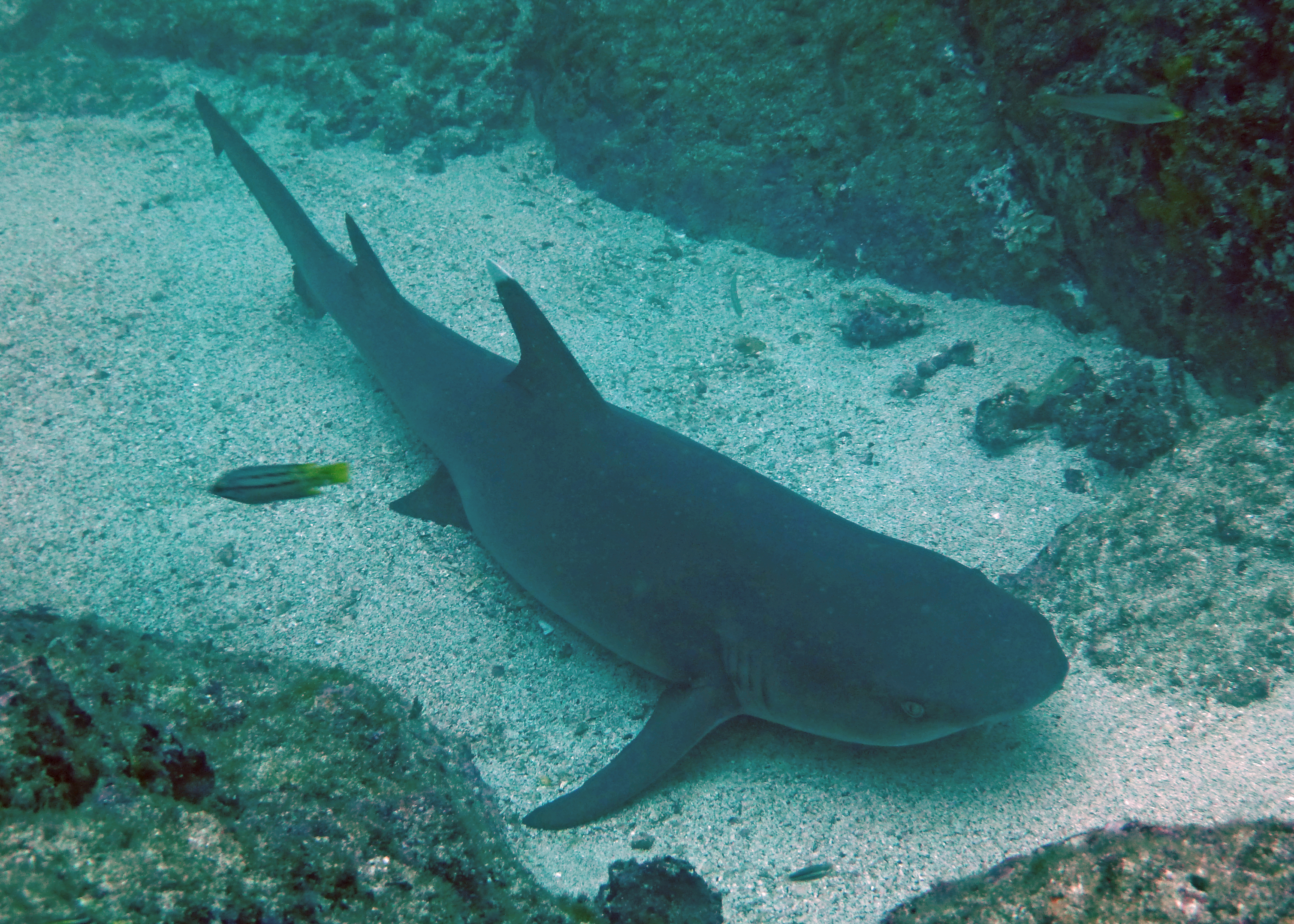 Whitetip reef shark, Costa Rica 2024.