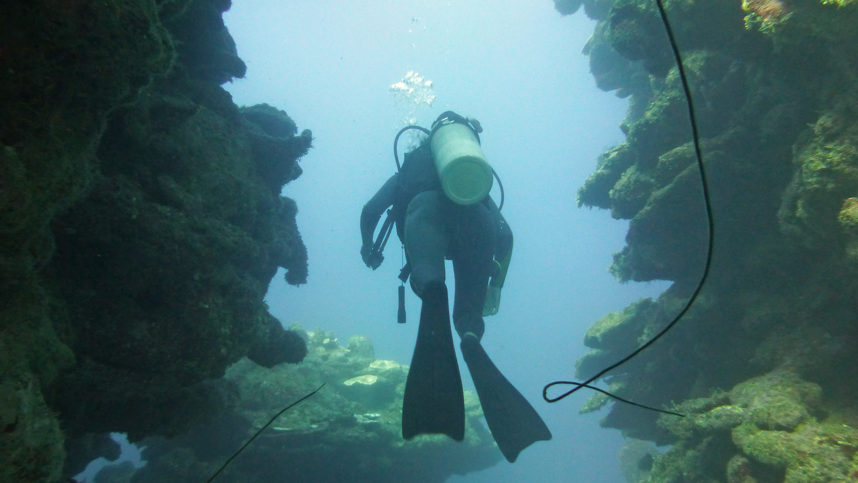 Ysa swimming through narrow walls with devil's sea whips in Spooky Channel, Roatan 2020.