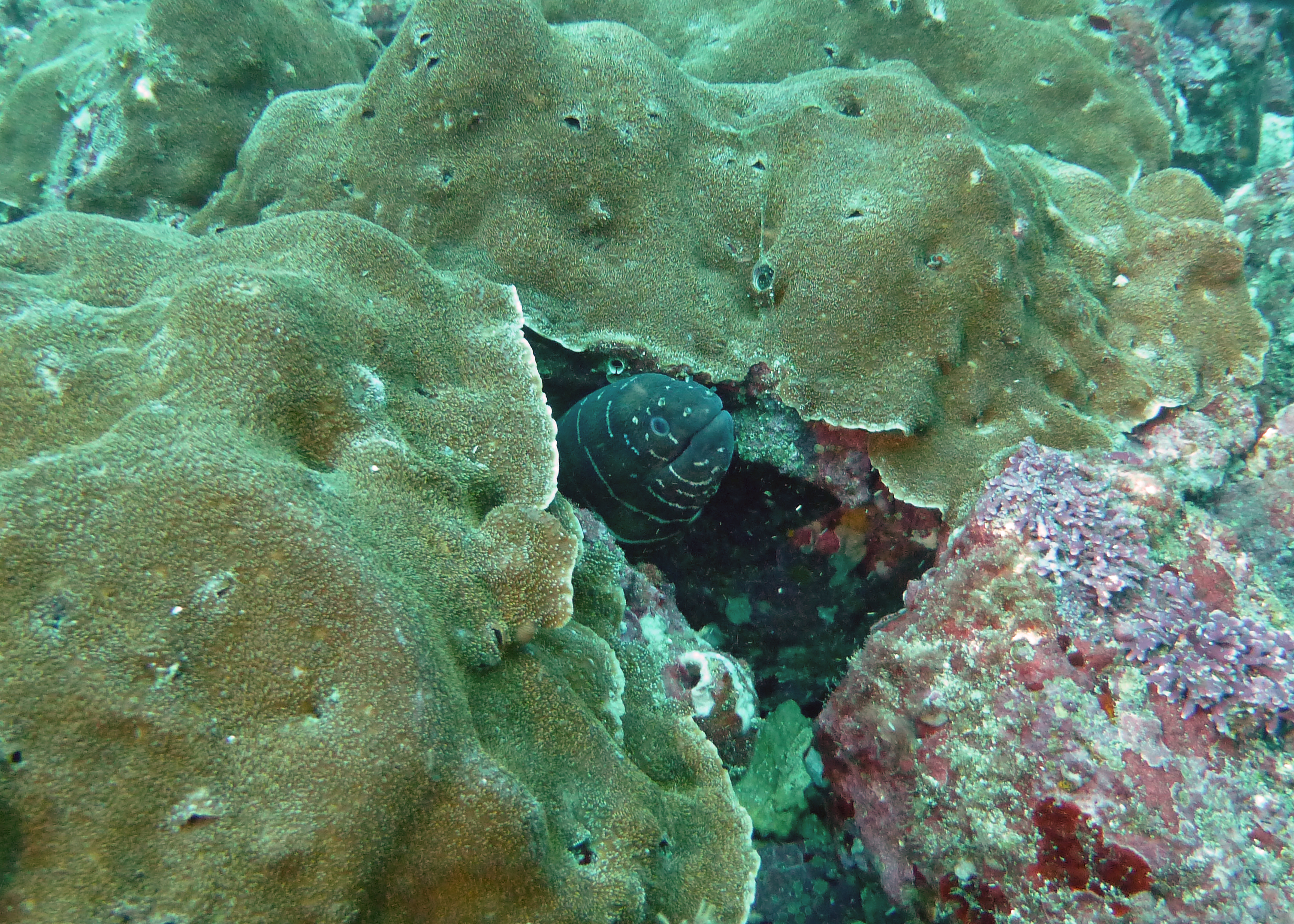 Zebra moray eel, Costa Rica 2024