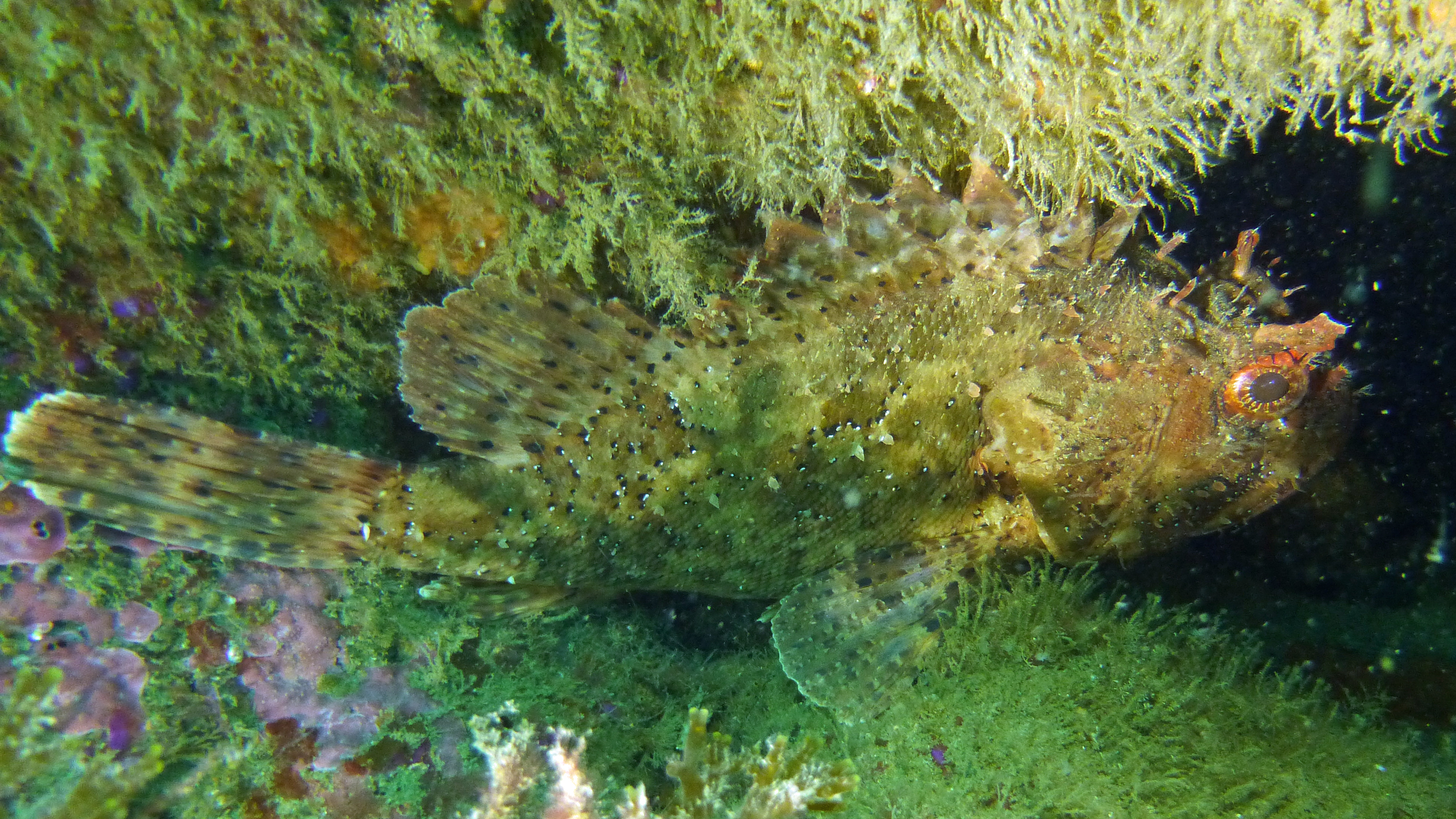 Black scorpionfish, Portugal 2023.