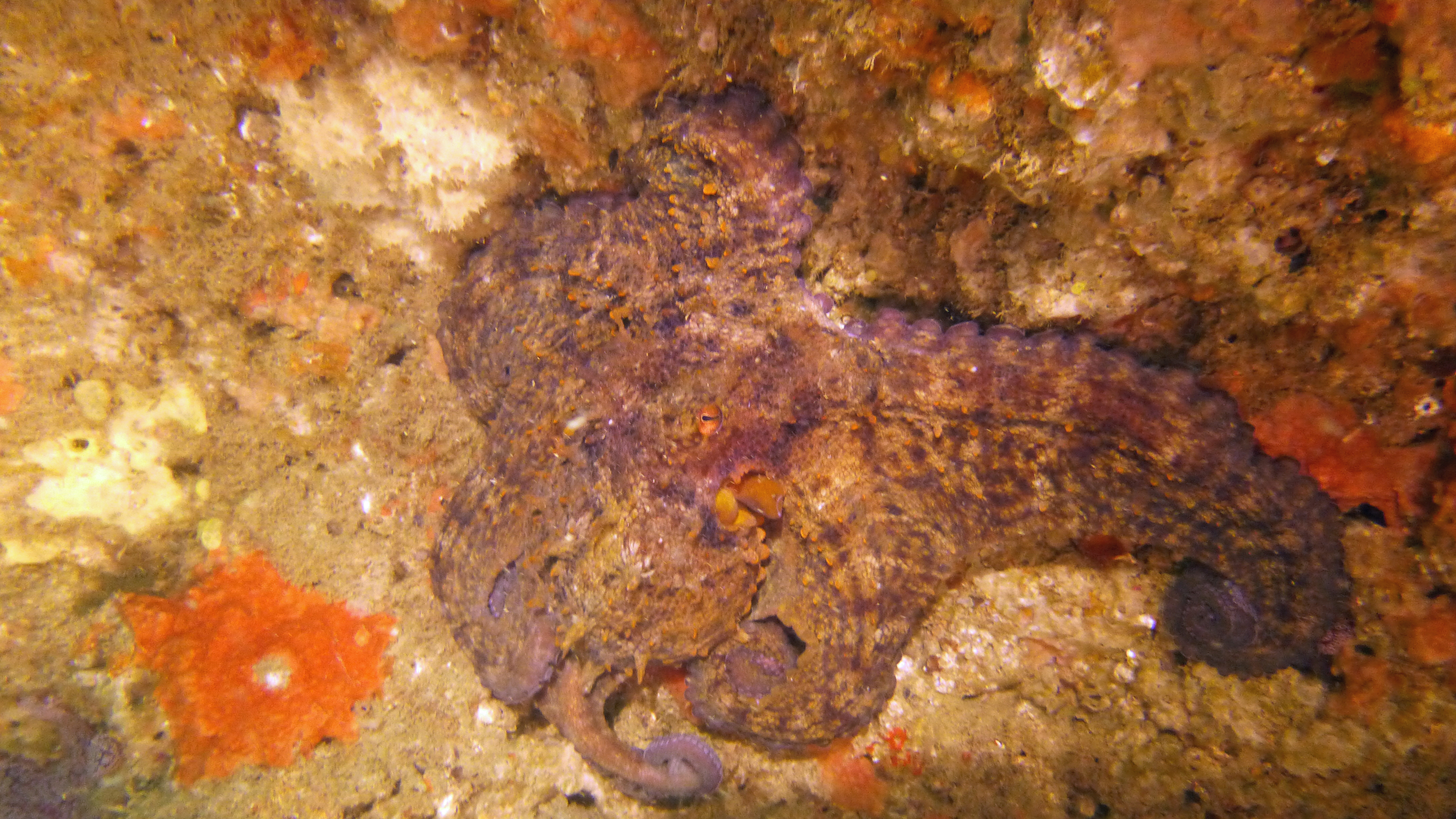 Octopus, Portugal 2023.