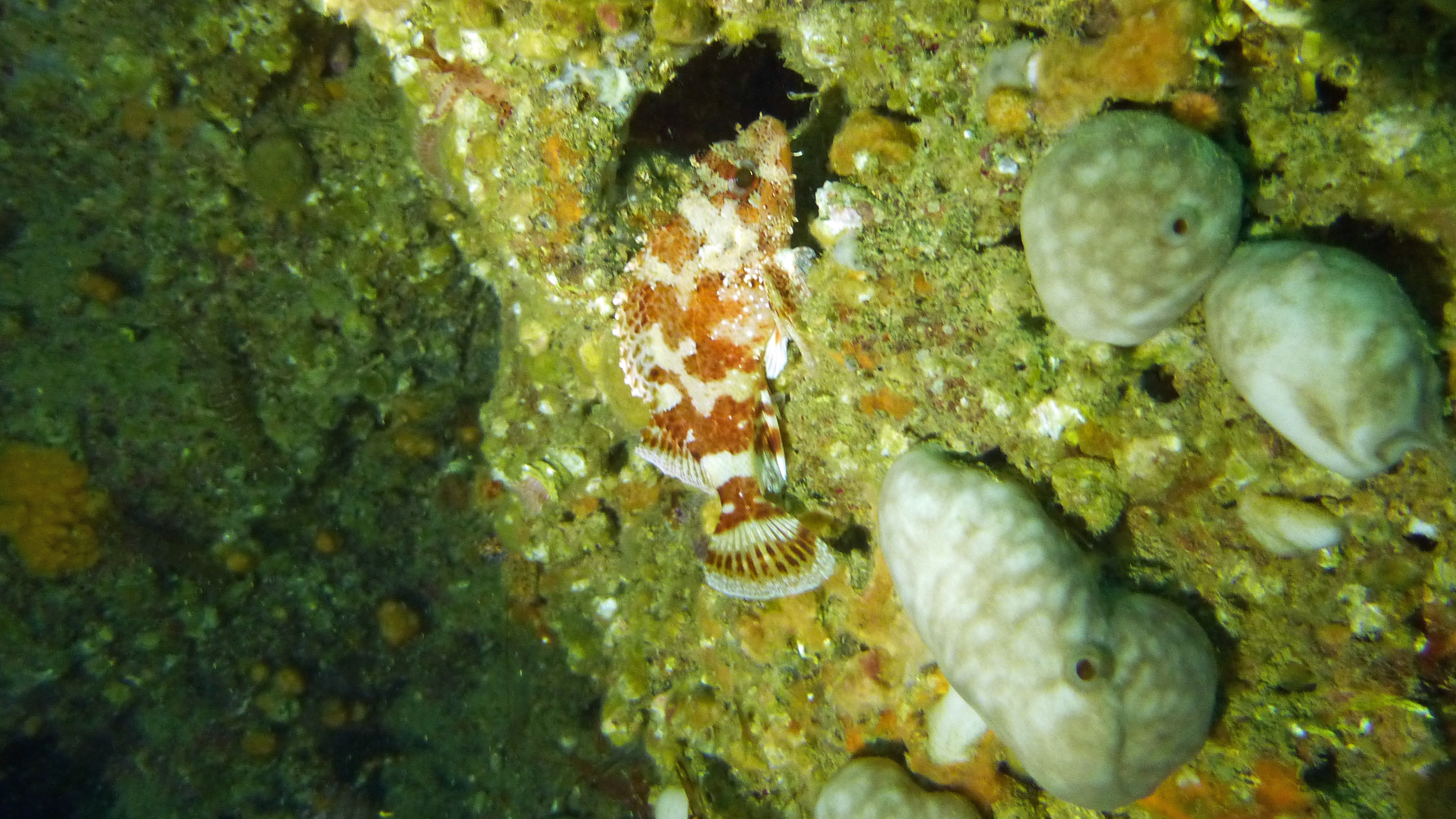 Small red scorpionfish, Portugal 2023.