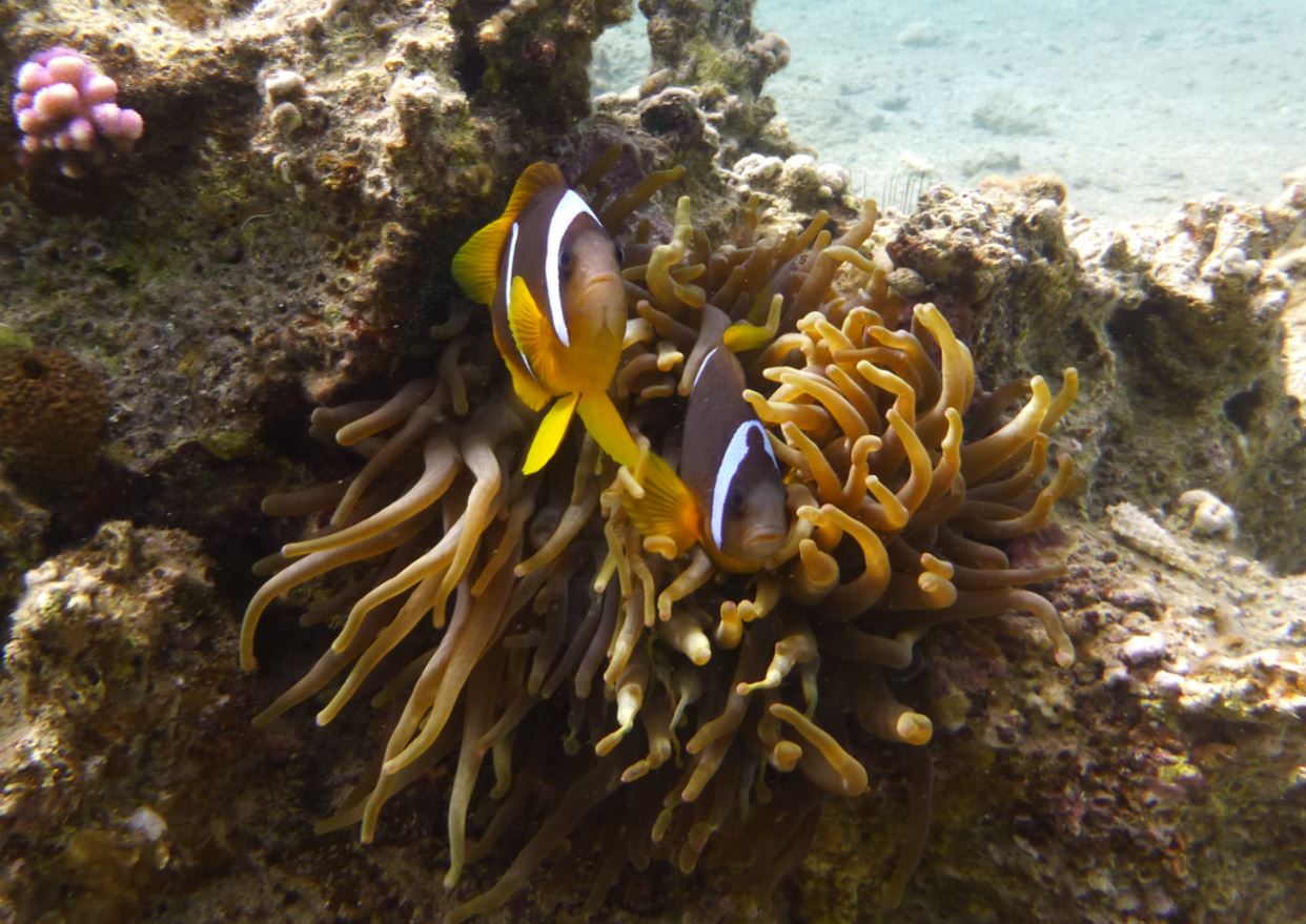 Clownfish with anemone.