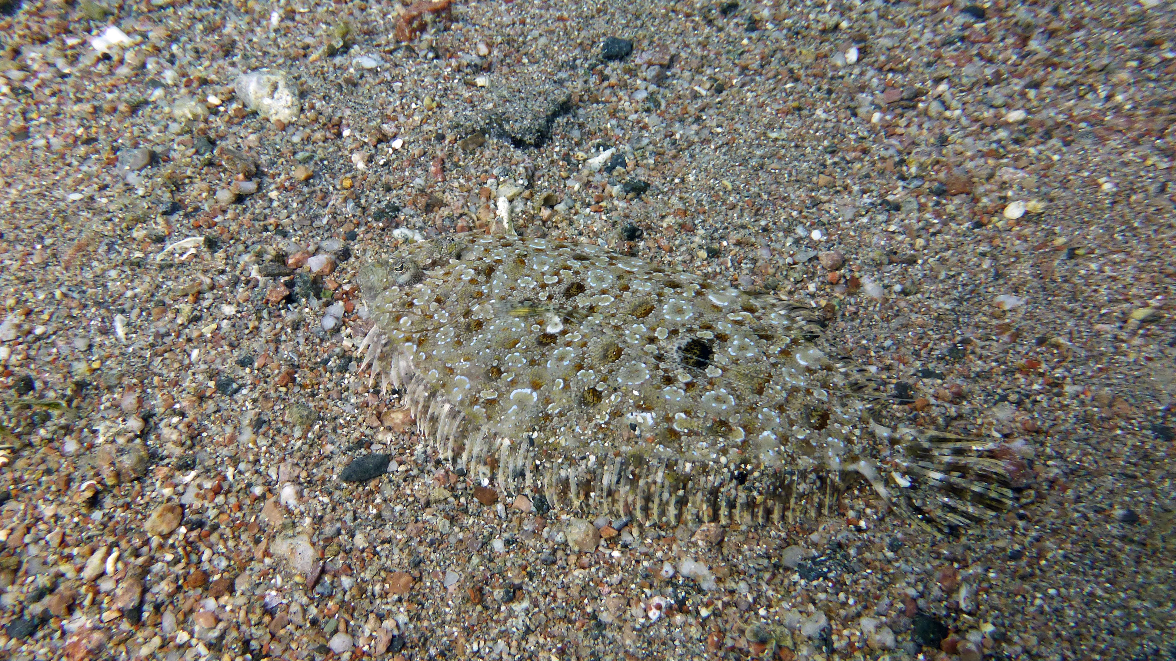 Flatfish, Aqaba 2019.