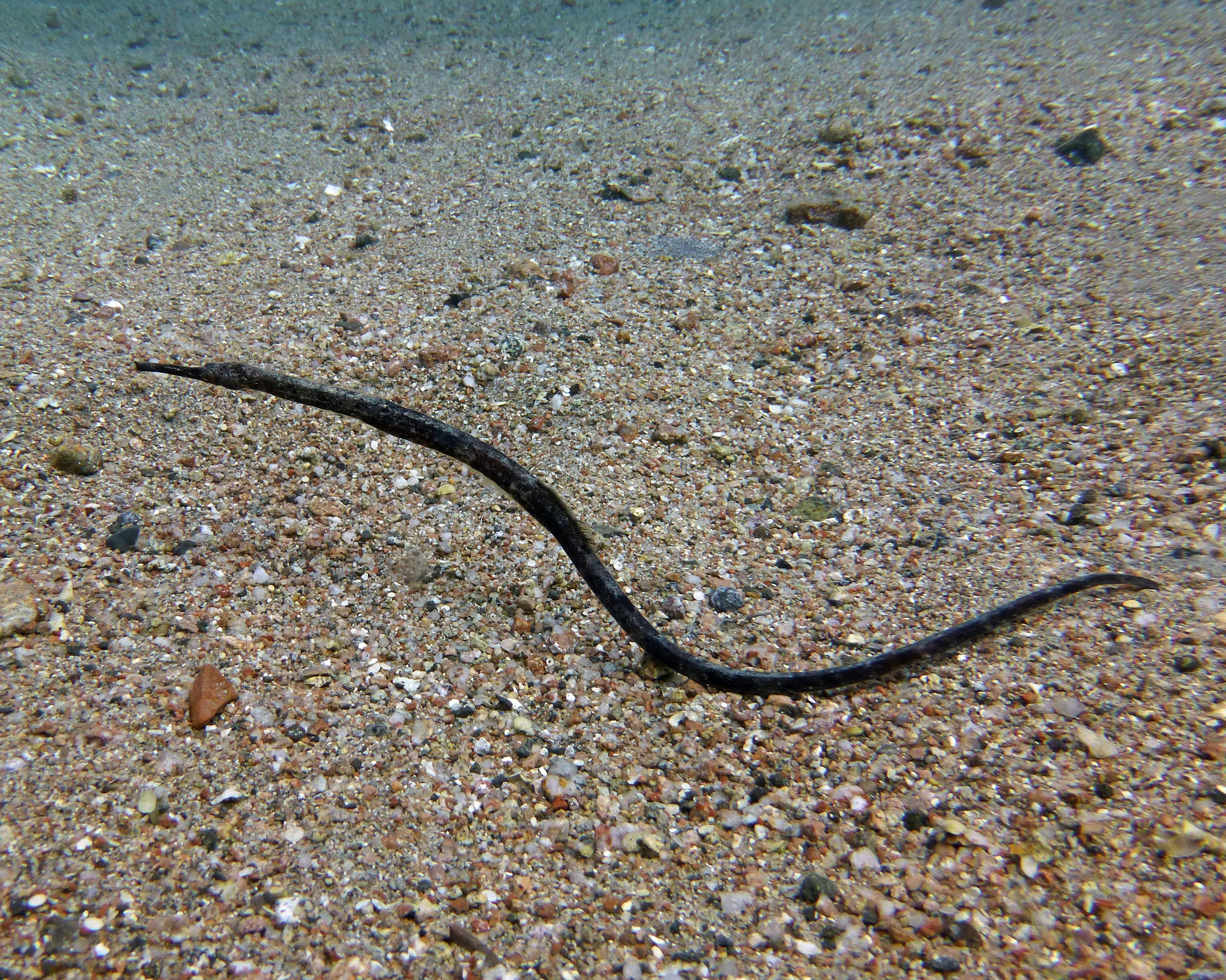 Alligator Pipefish, 2019.