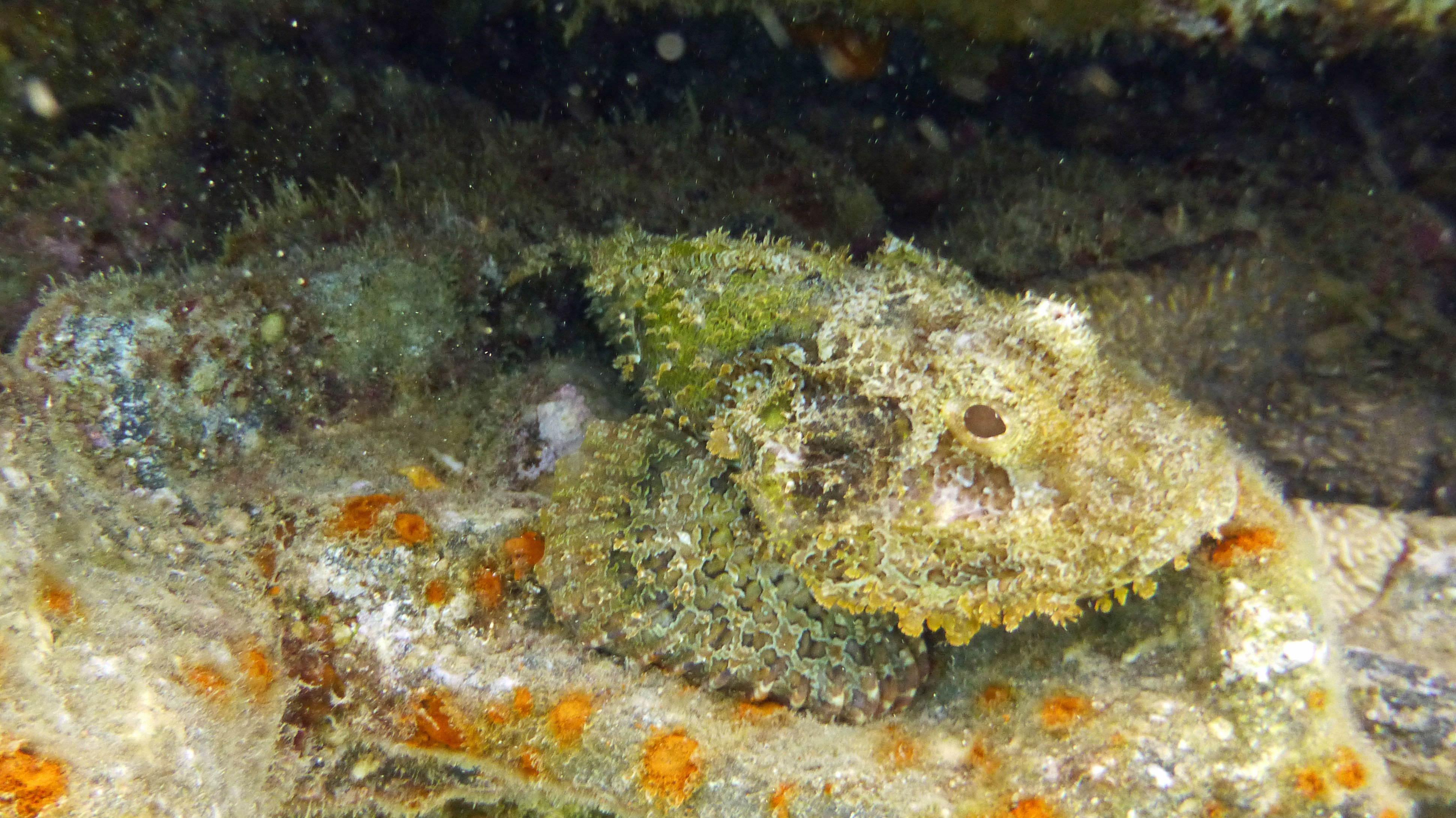Bearded scorpionfish, Aqaba 2019.