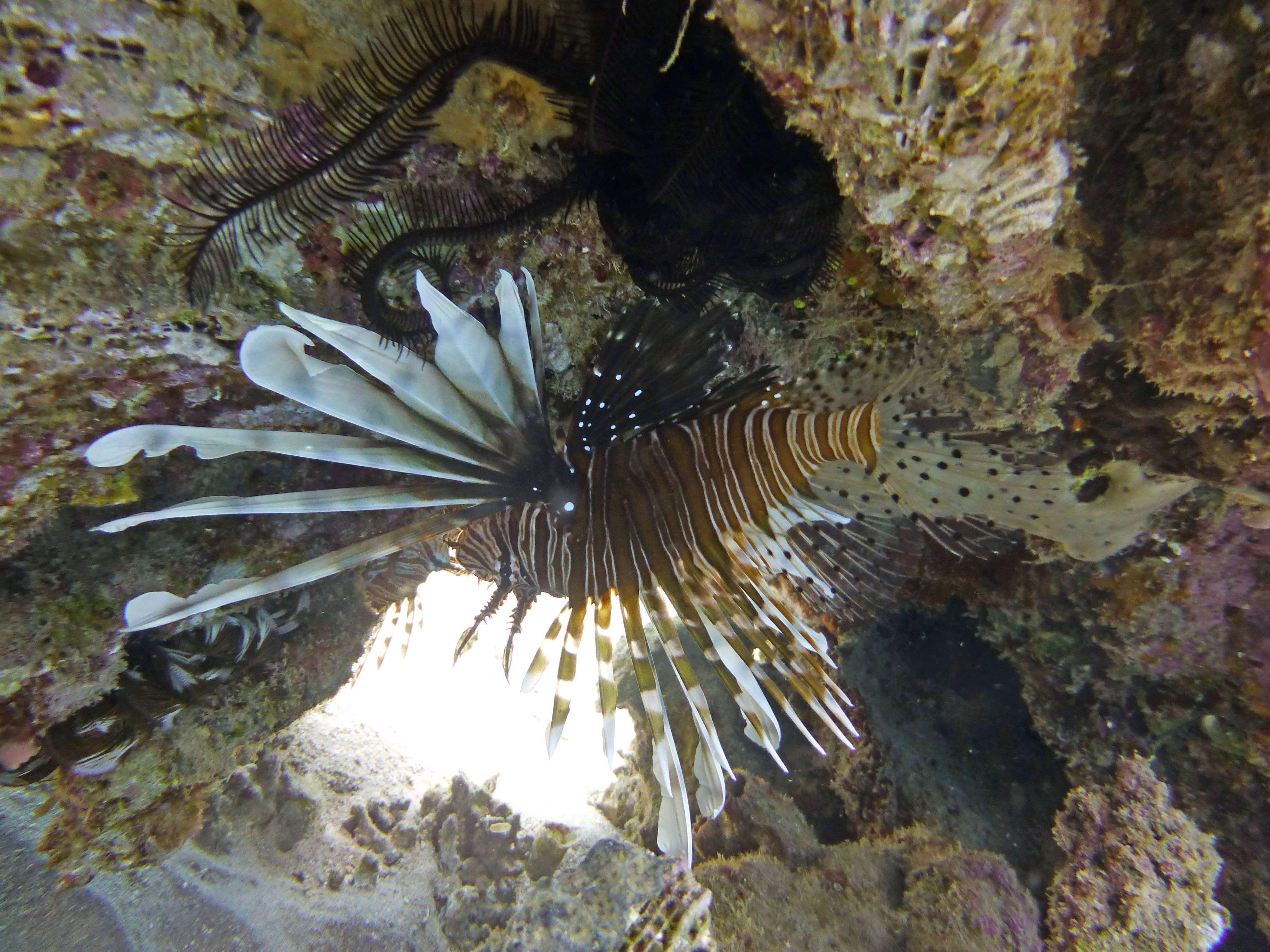 Lionfish, Aqaba 2019.