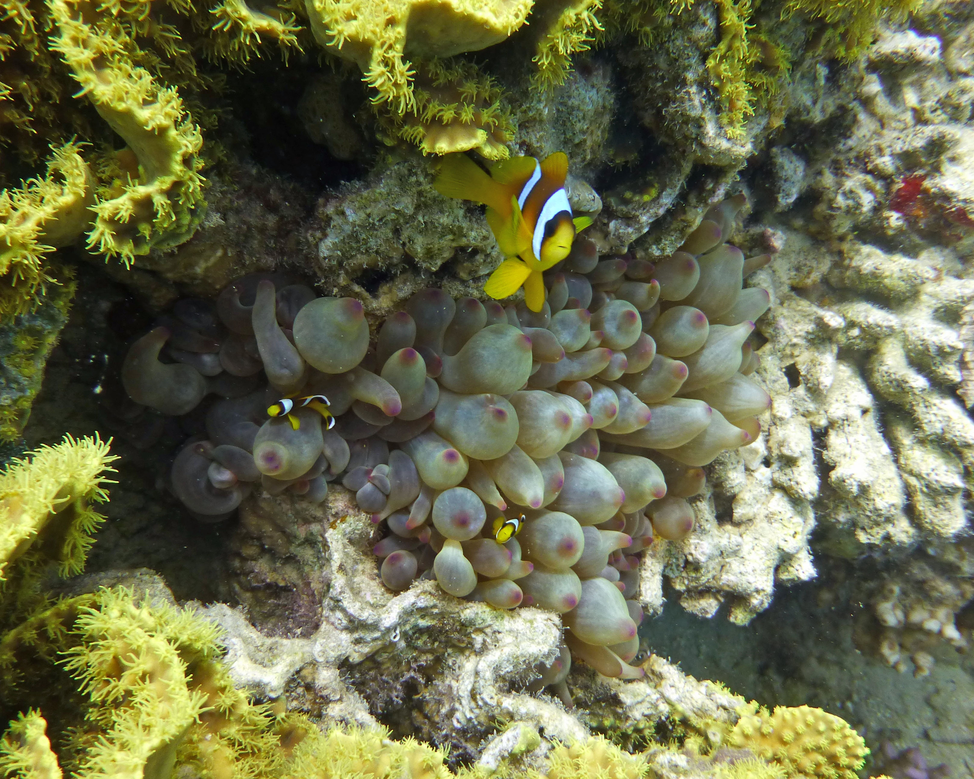 Red Sea clownfish, 2019.
