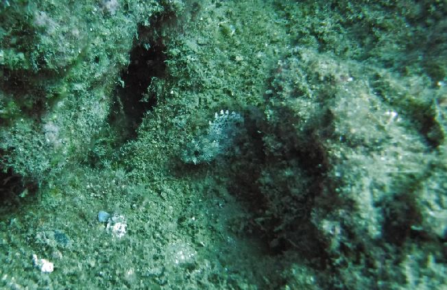 Small black scorpionfish in Antalya, 2018.