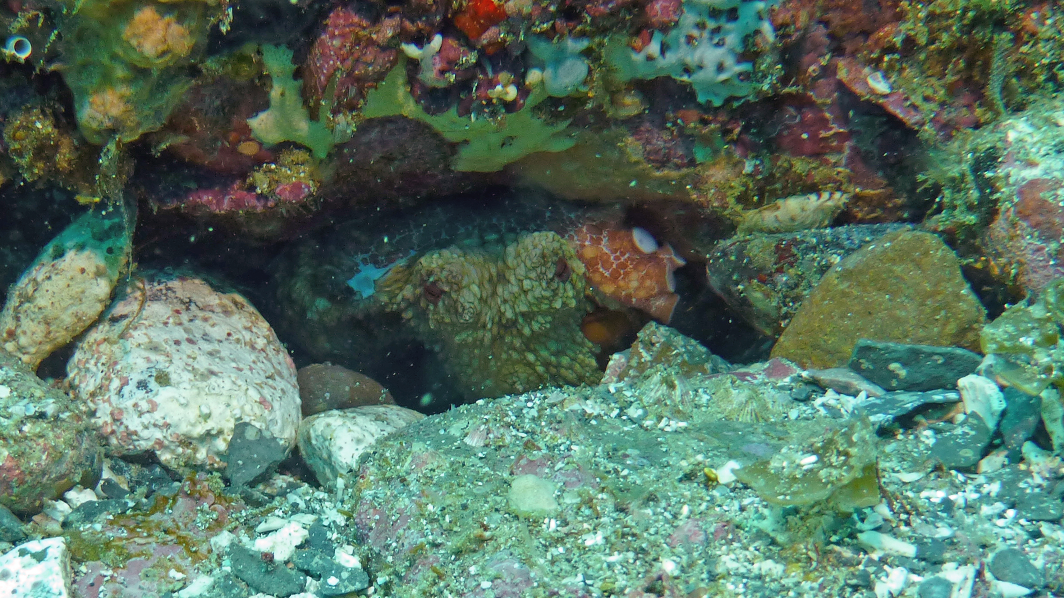 Two-spot octopus #1, Isla Coronado, Baja California Sur, Mexico 2022.