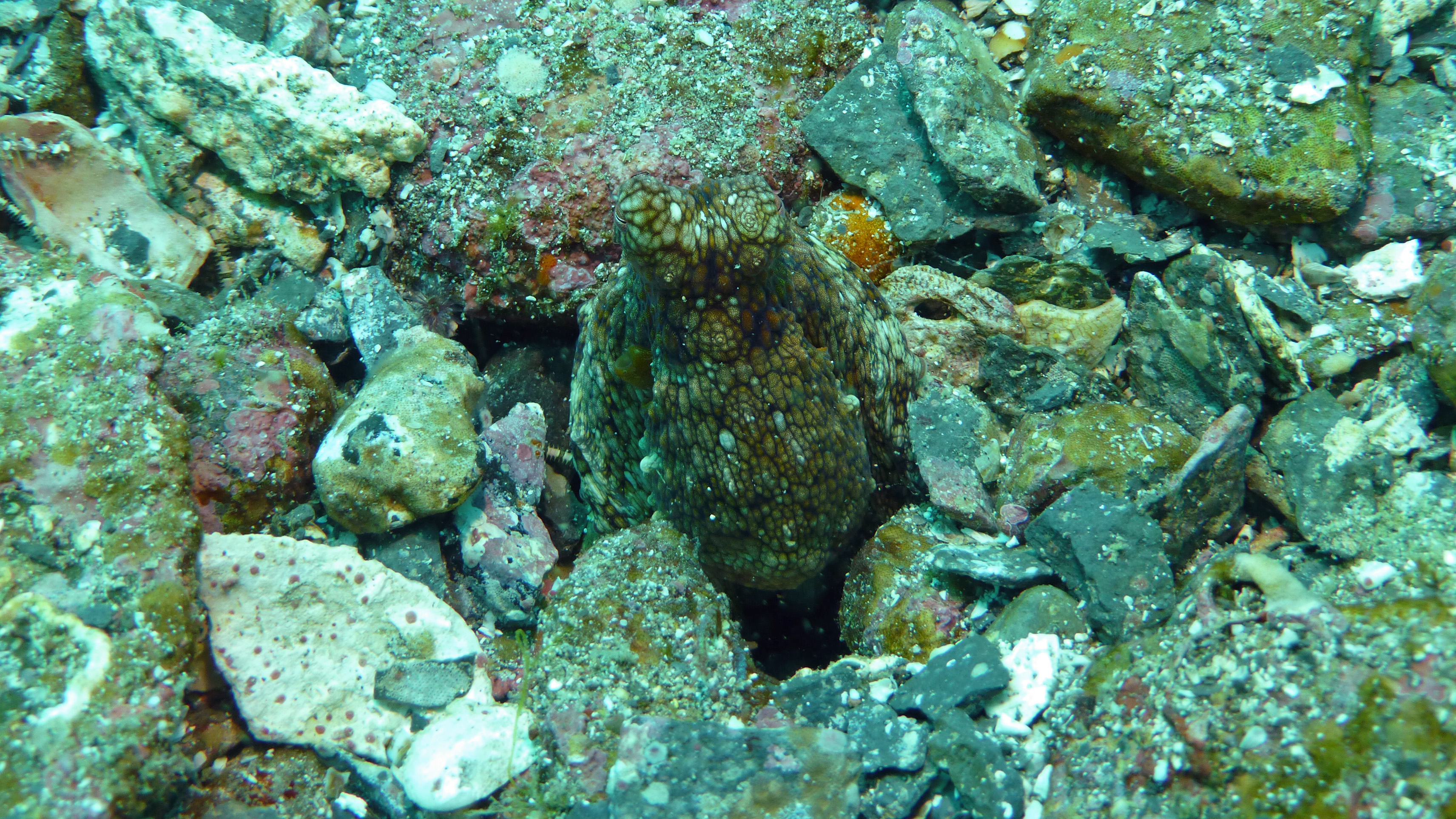 Two-spot octopus #2, Isla Coronado, Baja California Sur, Mexico 2022.