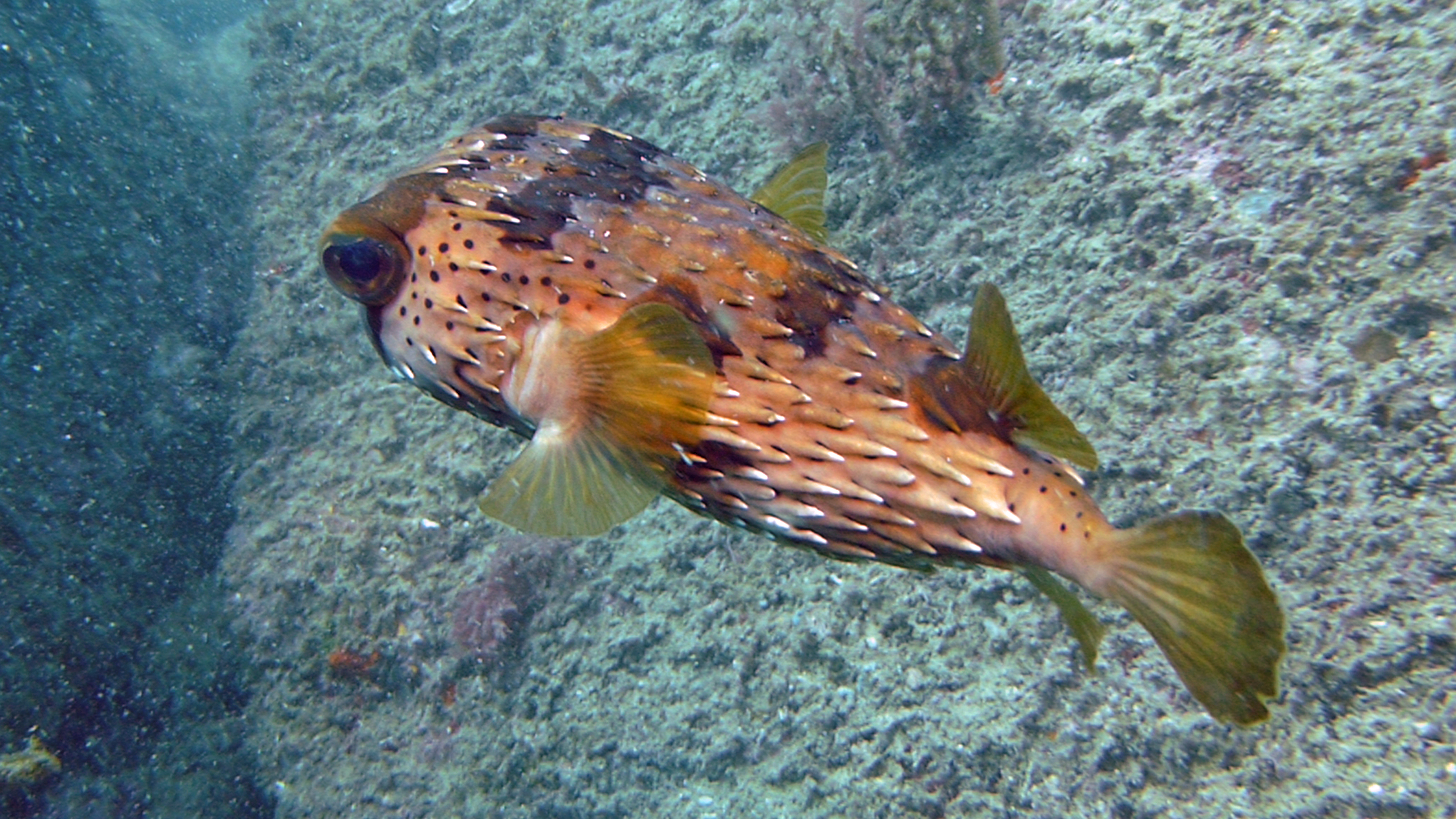 Balloonfish, Isla Coronado, Baja California Sur, Mexico 2022.