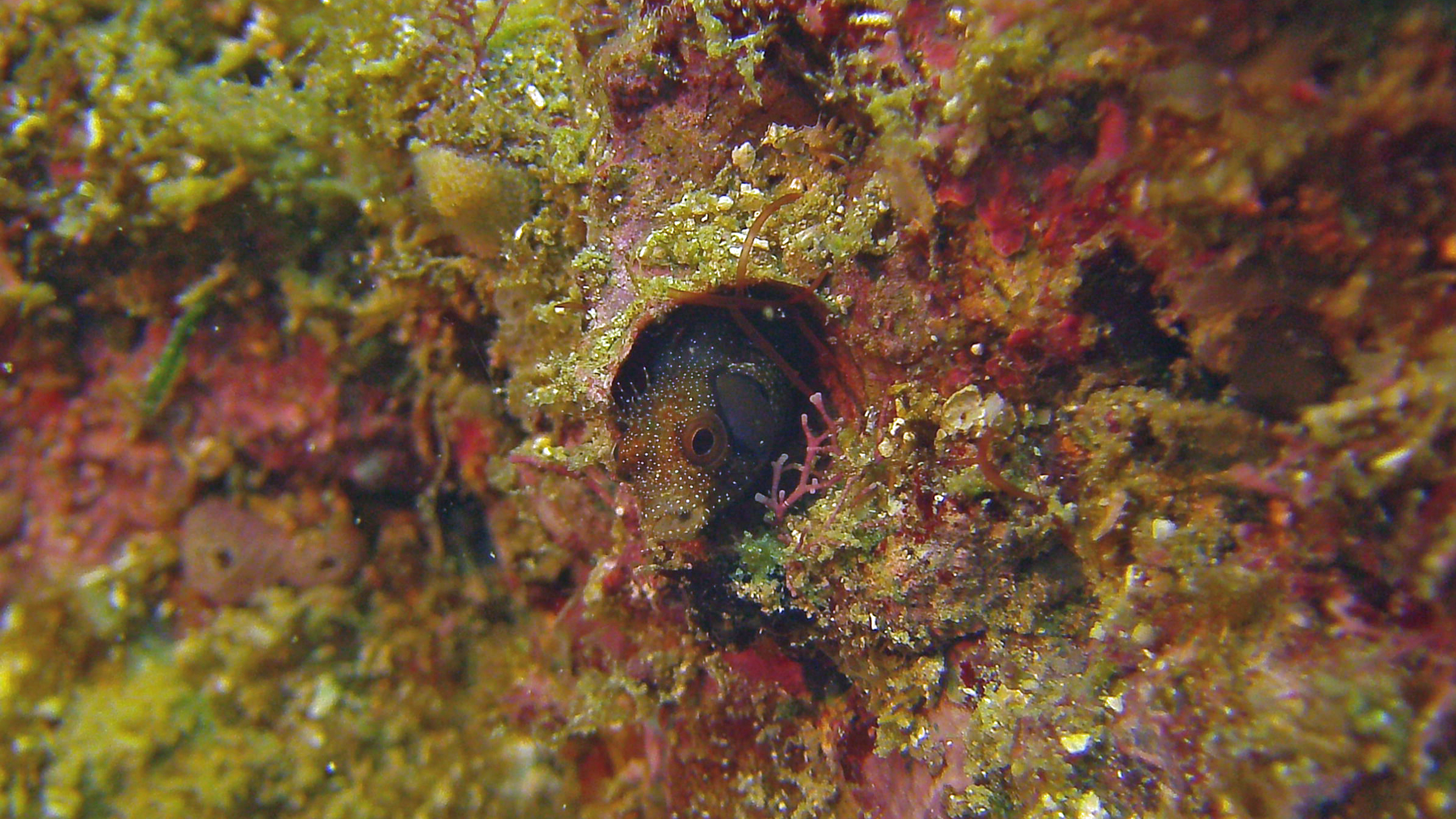 Brown cheek blenny, Isla Coronado, Baja California Sur, Mexico 2022.