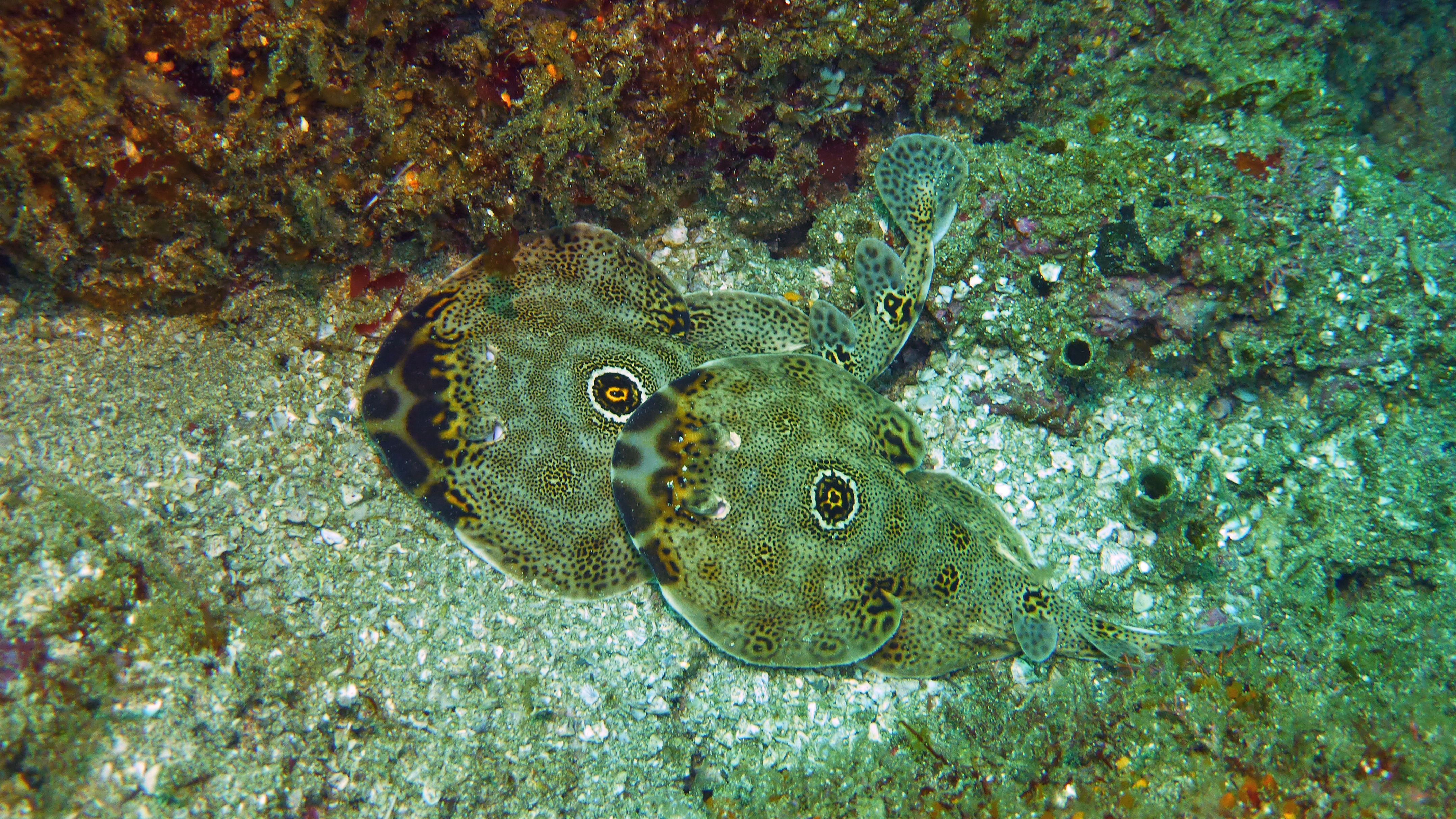 Bullseye electric rays mating, Isla Coronado, BCS, Mexico 2022.