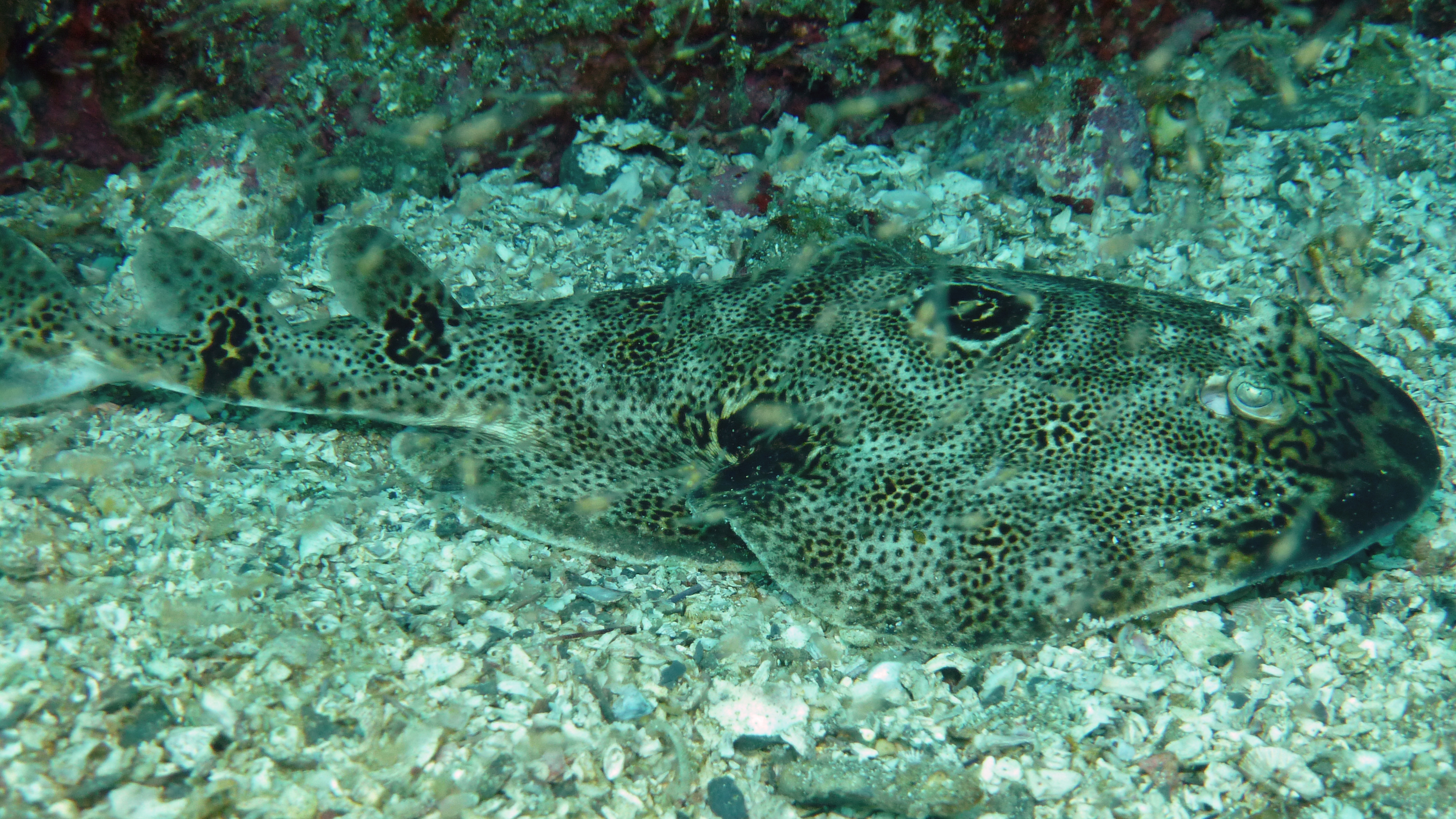 Bullseye electric ray, Isla Coronado, Baja California Sur, Mexico 2022.