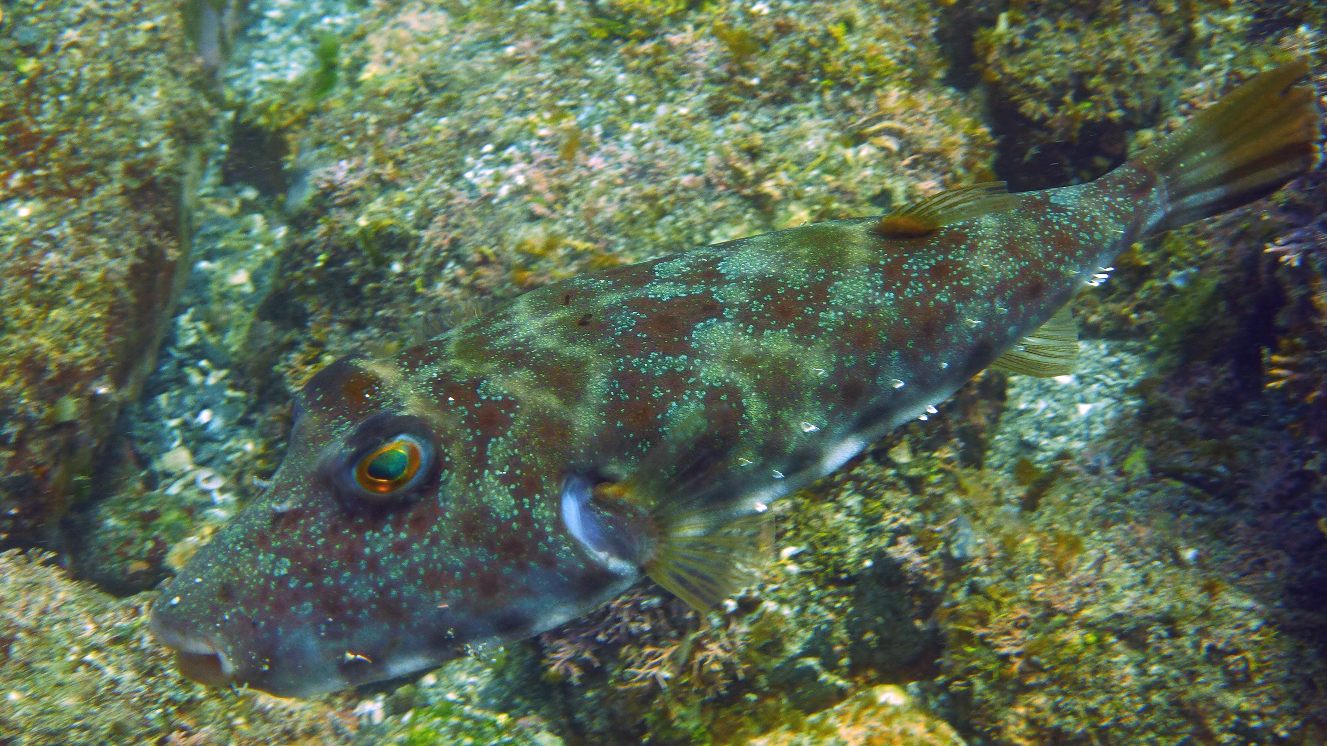 Bullseye puffer fish, Isla Coronado, Baja California Sur, Mexico 2022.