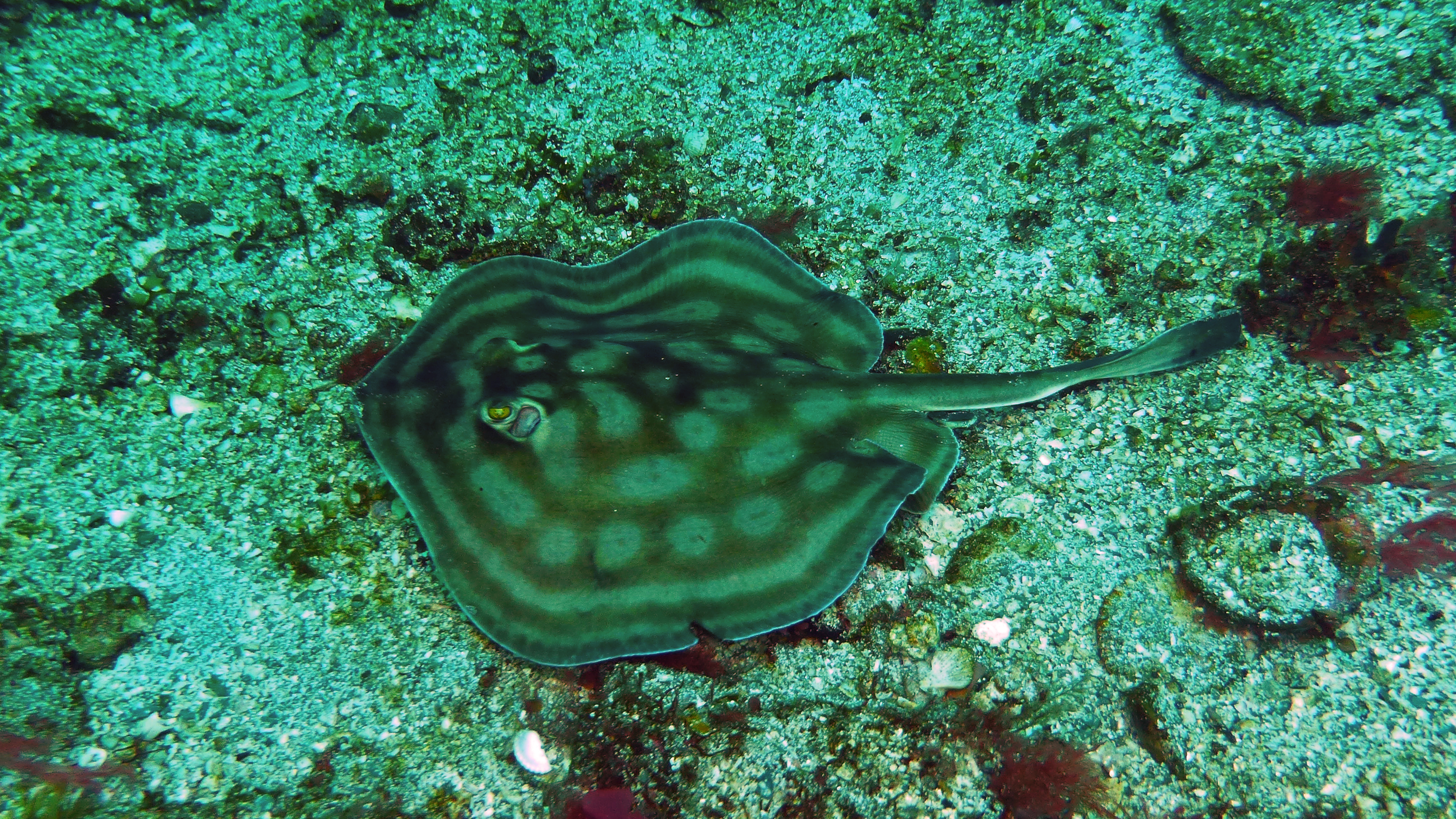Bullseye round stingray, Isla Coronado, BCS, Mexico 2022.