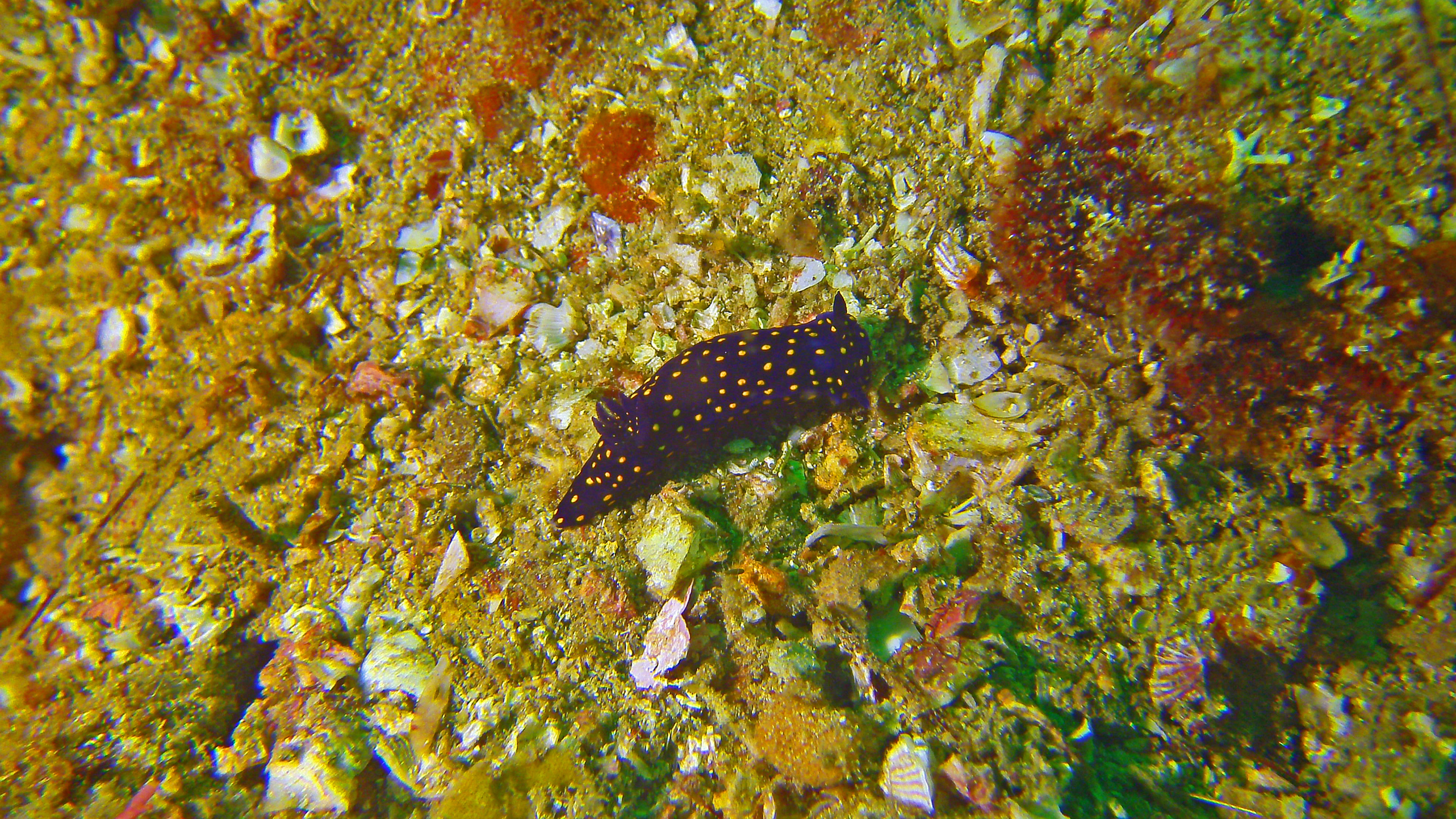 California blue dorid, Isla Coronado, Baja California Sur, Mexico 2022.