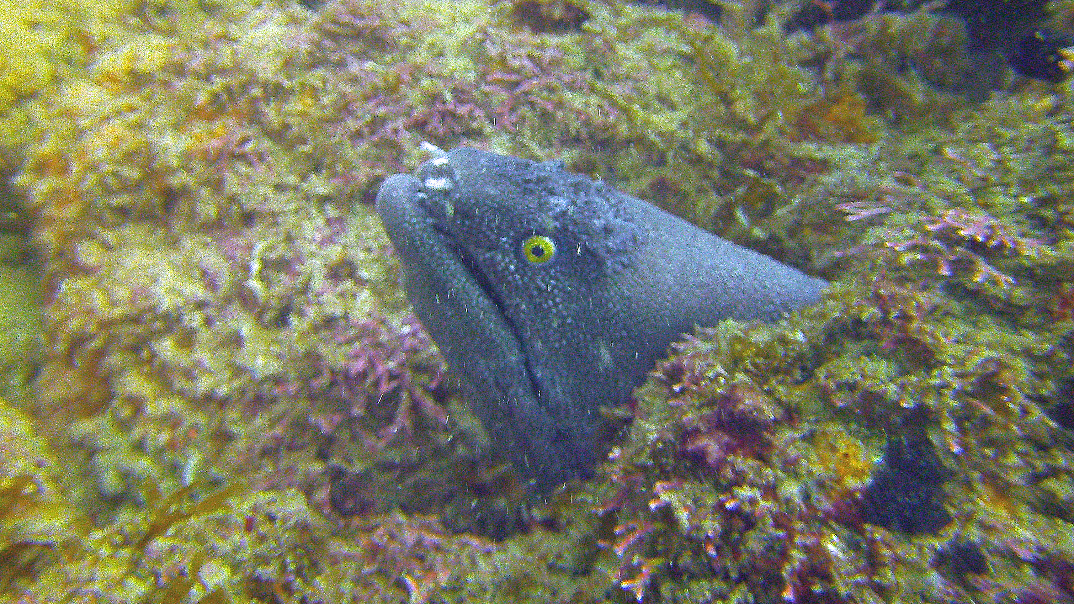 California moray eel, Isla Coronado, Baja California Sur, Mexico 2022.