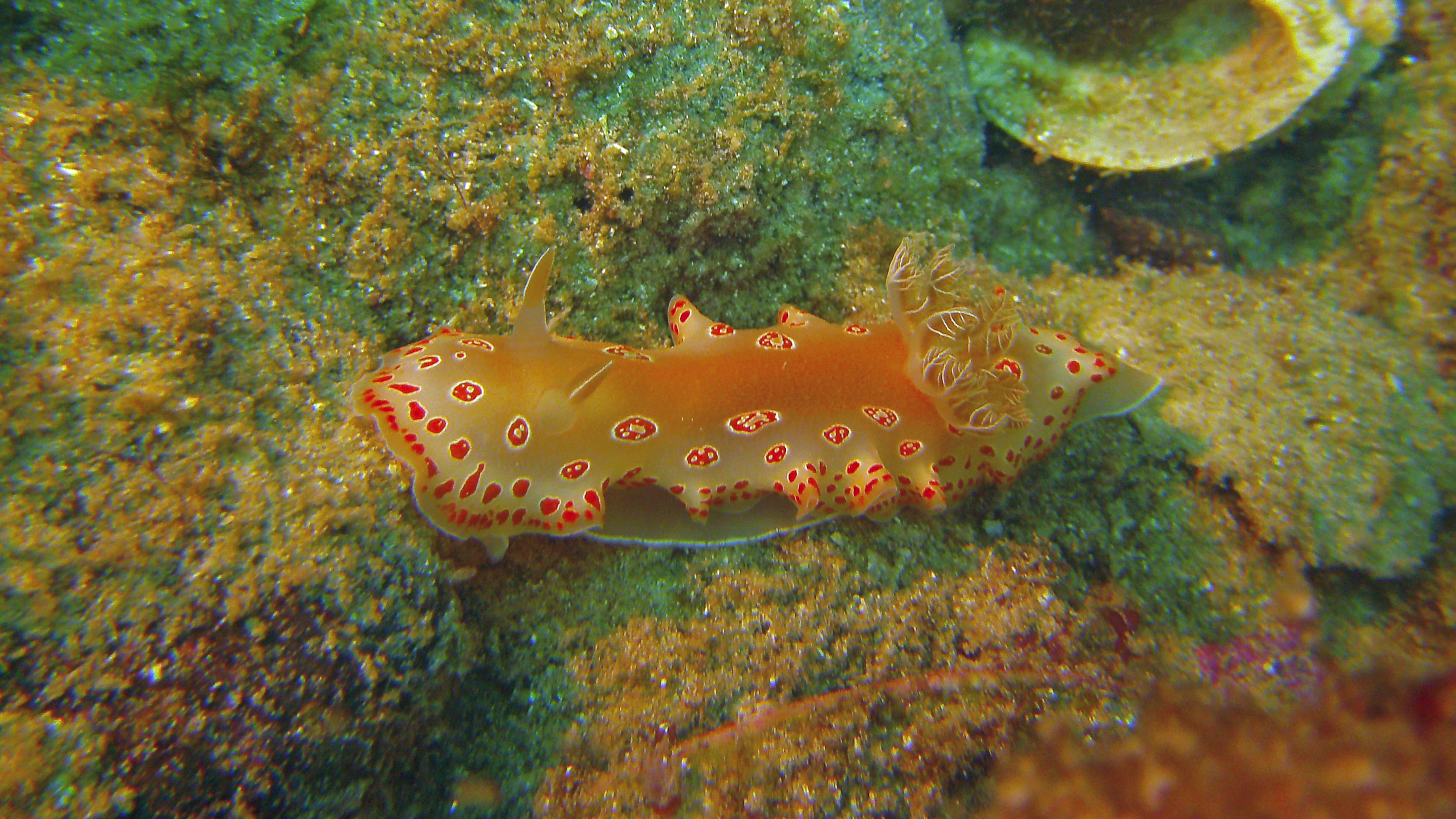 Chromodoris marislae, Isla Coronado, Baja California Sur, Mexico 2022.